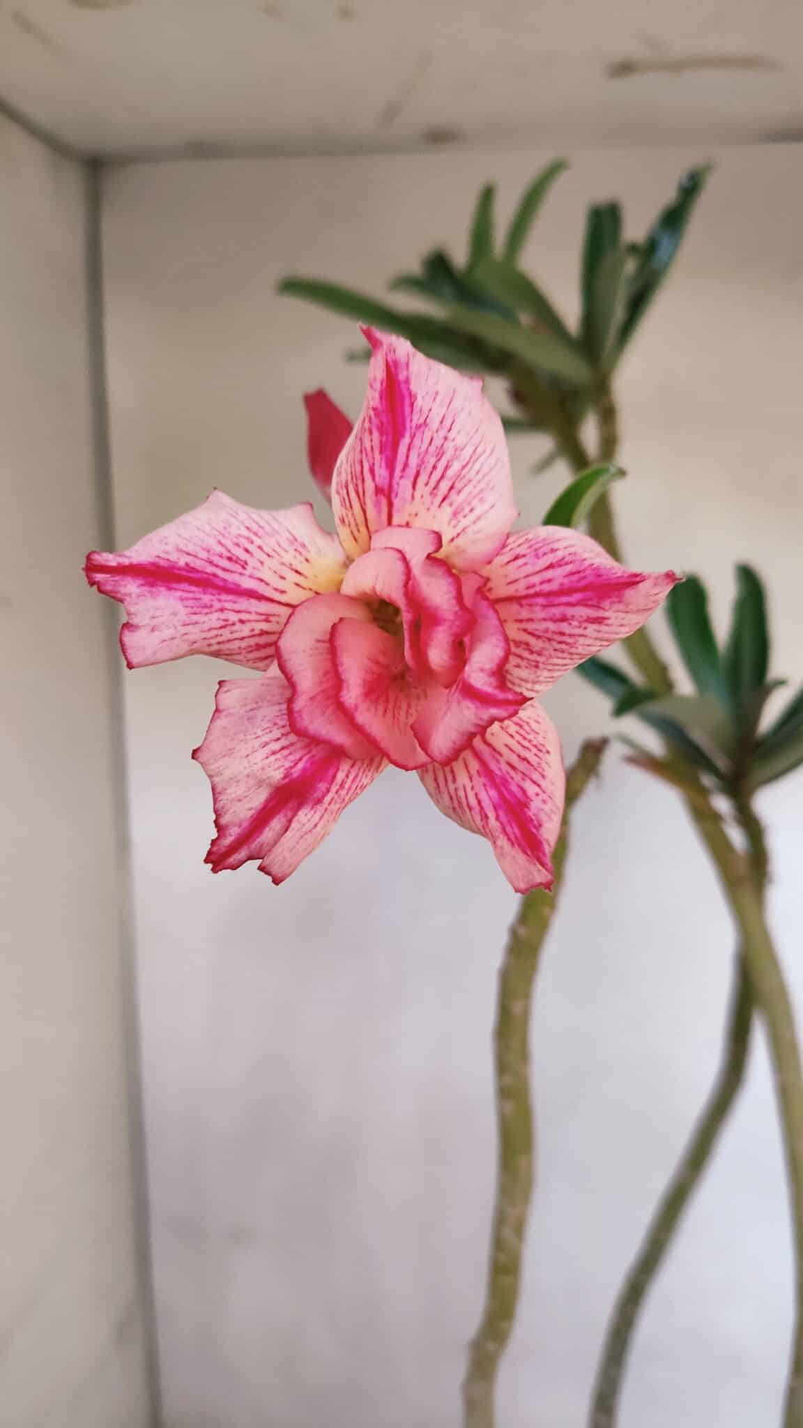 Planta Dobrada 3325 – 35cm – 03 anos