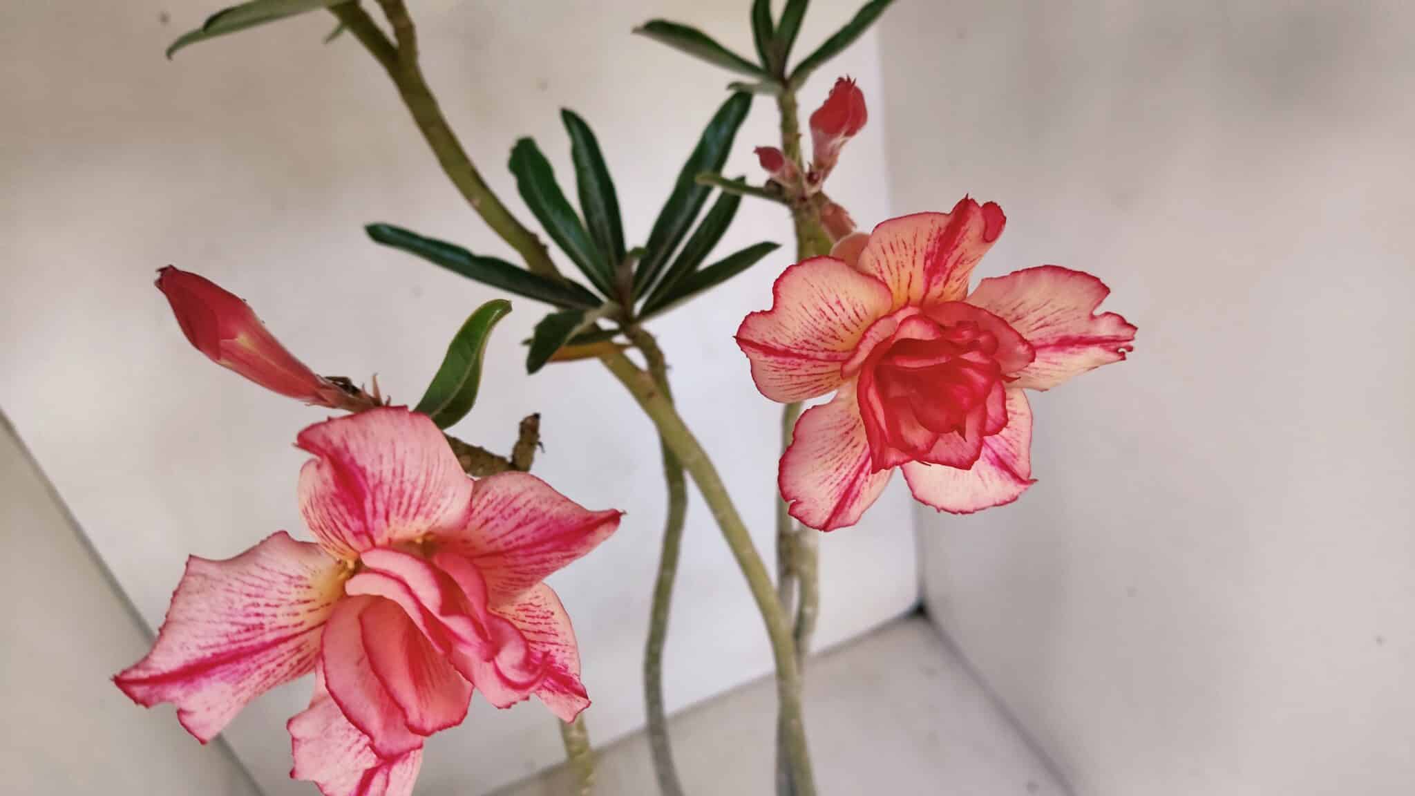 Planta Dobrada 3325 – 35cm – 03 anos