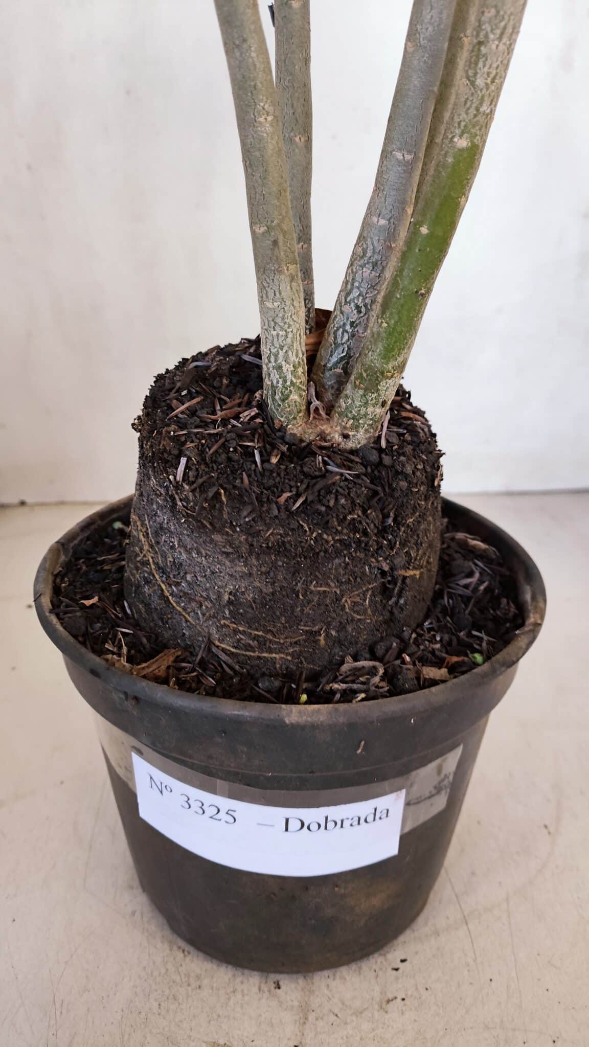 Planta Dobrada 3325 – 35cm – 03 anos