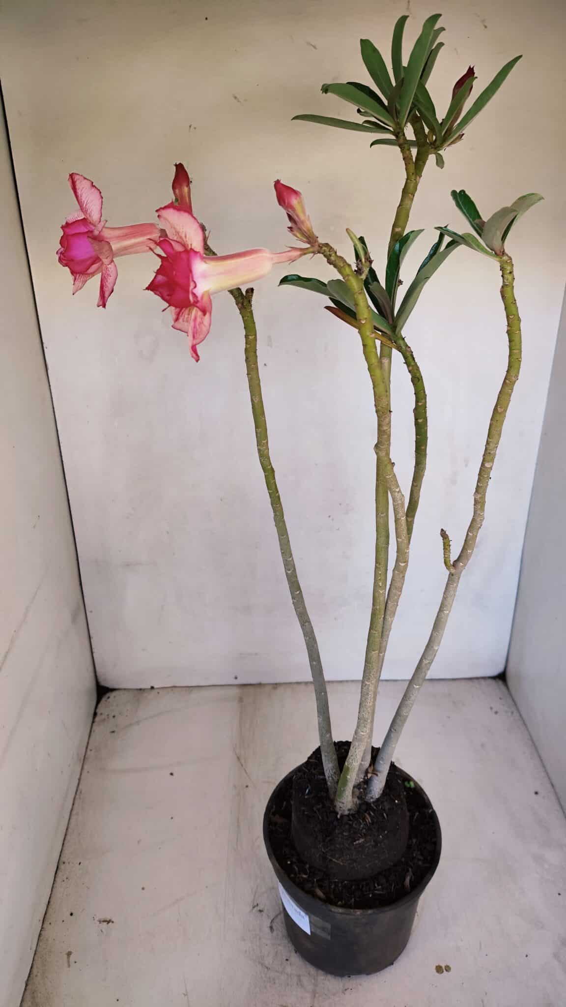 Planta Dobrada 3325 – 35cm – 03 anos