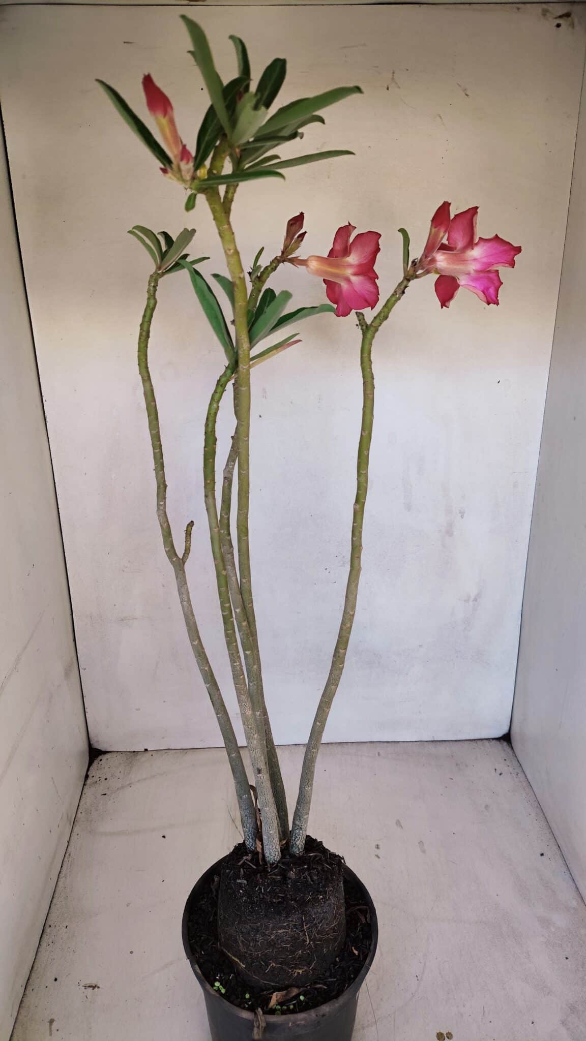 Planta Dobrada 3325 – 35cm – 03 anos