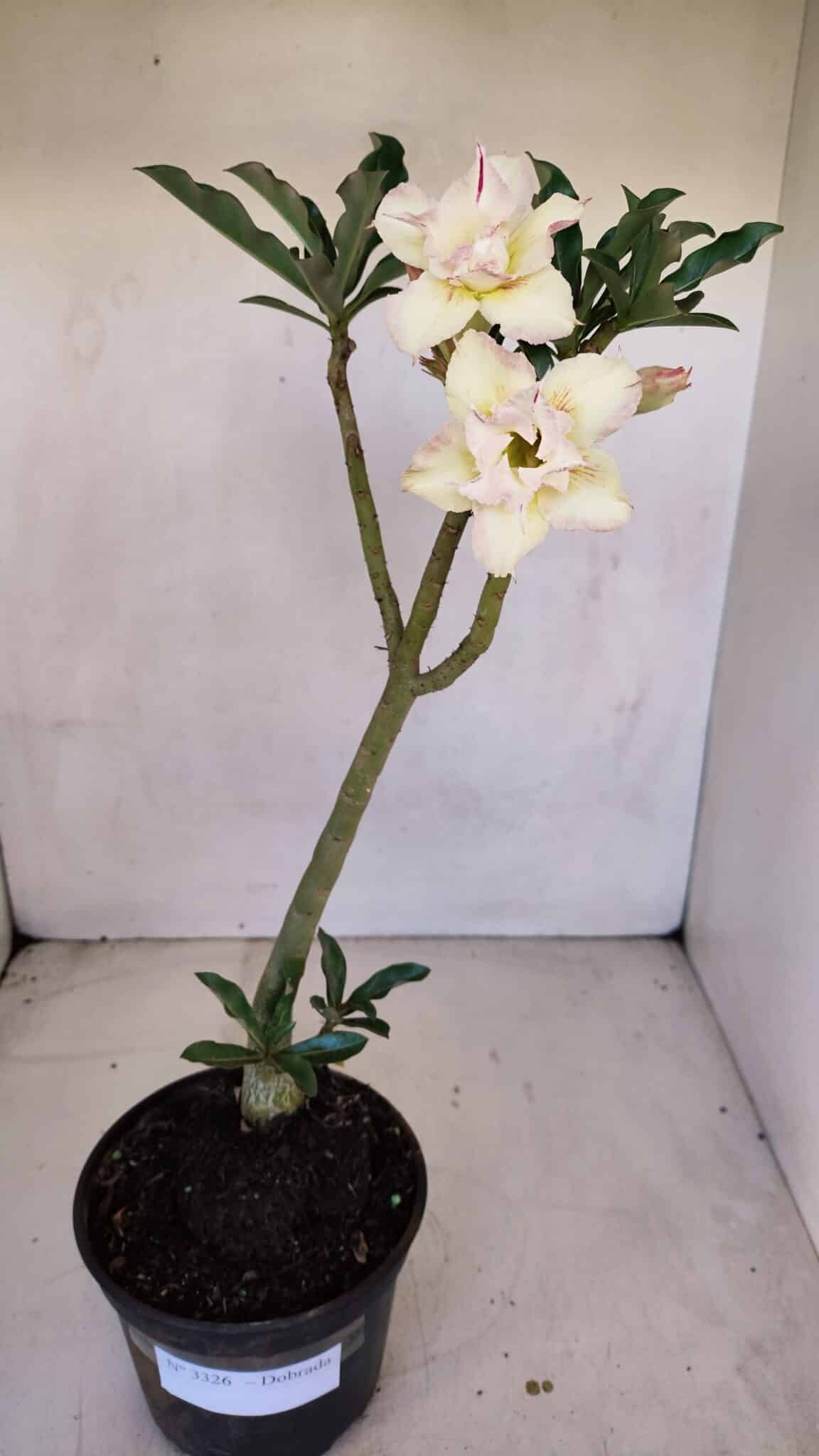 Planta Dobrada 3326 – 35cm – 03 anos