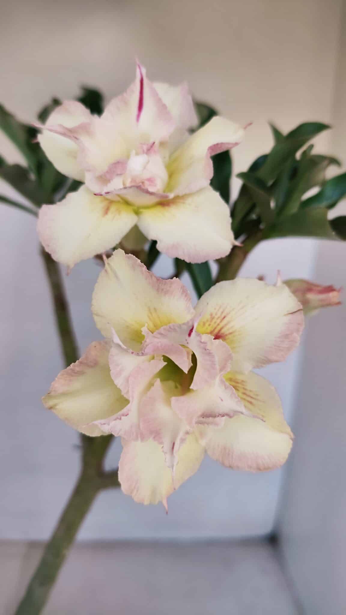 Planta Dobrada 3326 – 35cm – 03 anos