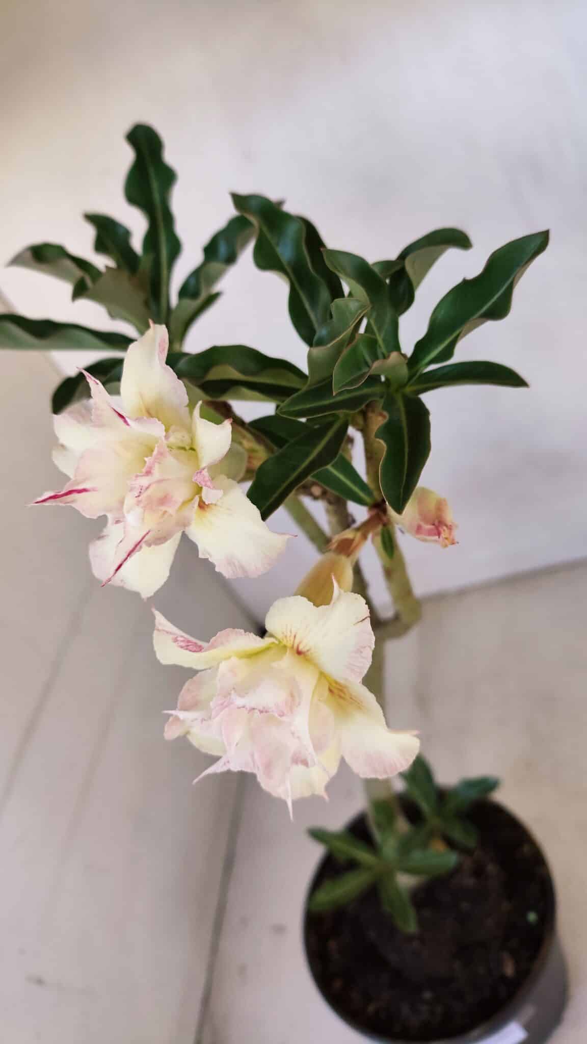 Planta Dobrada 3326 – 35cm – 03 anos
