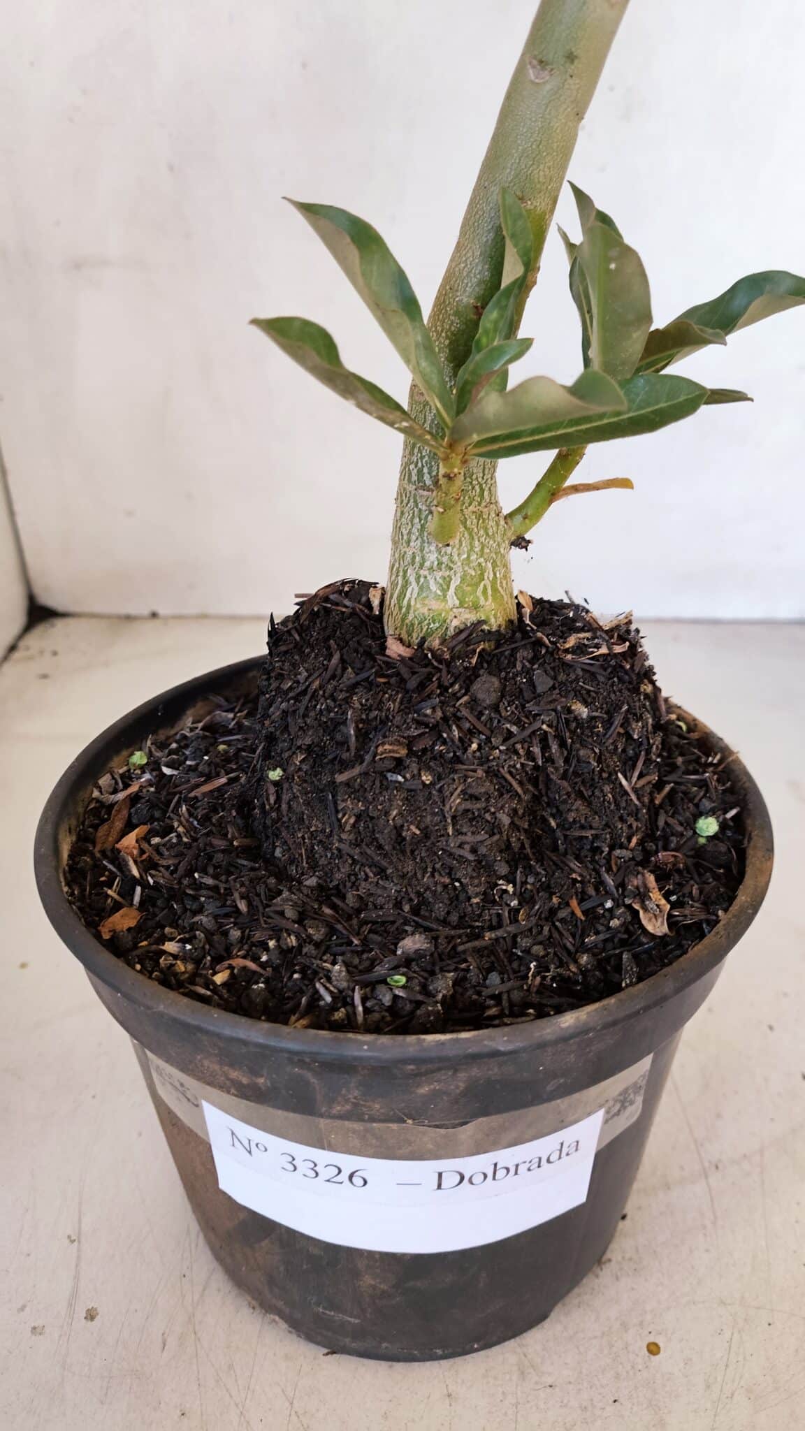 Planta Dobrada 3326 – 35cm – 03 anos