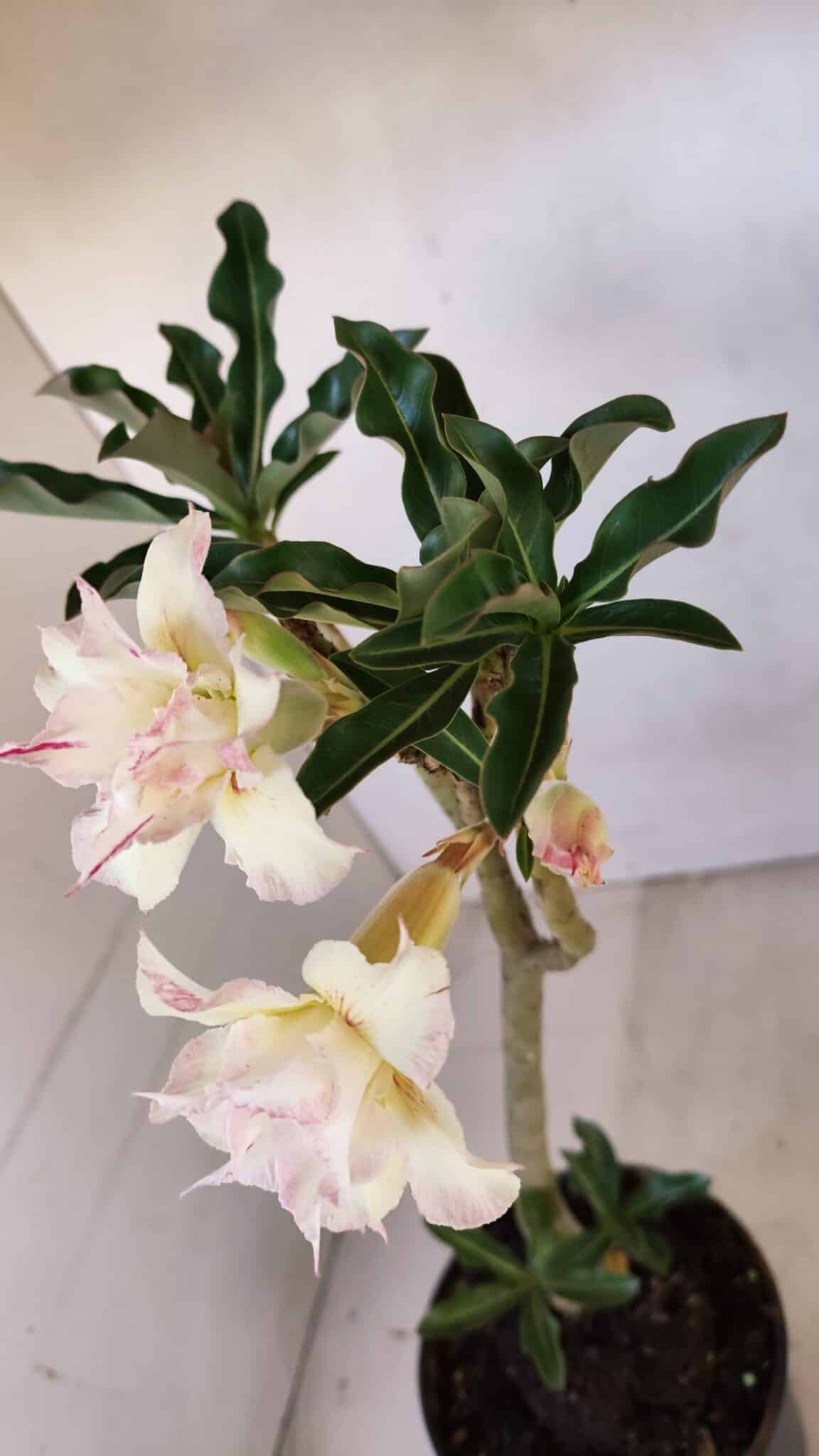 Planta Dobrada 3326 – 35cm – 03 anos