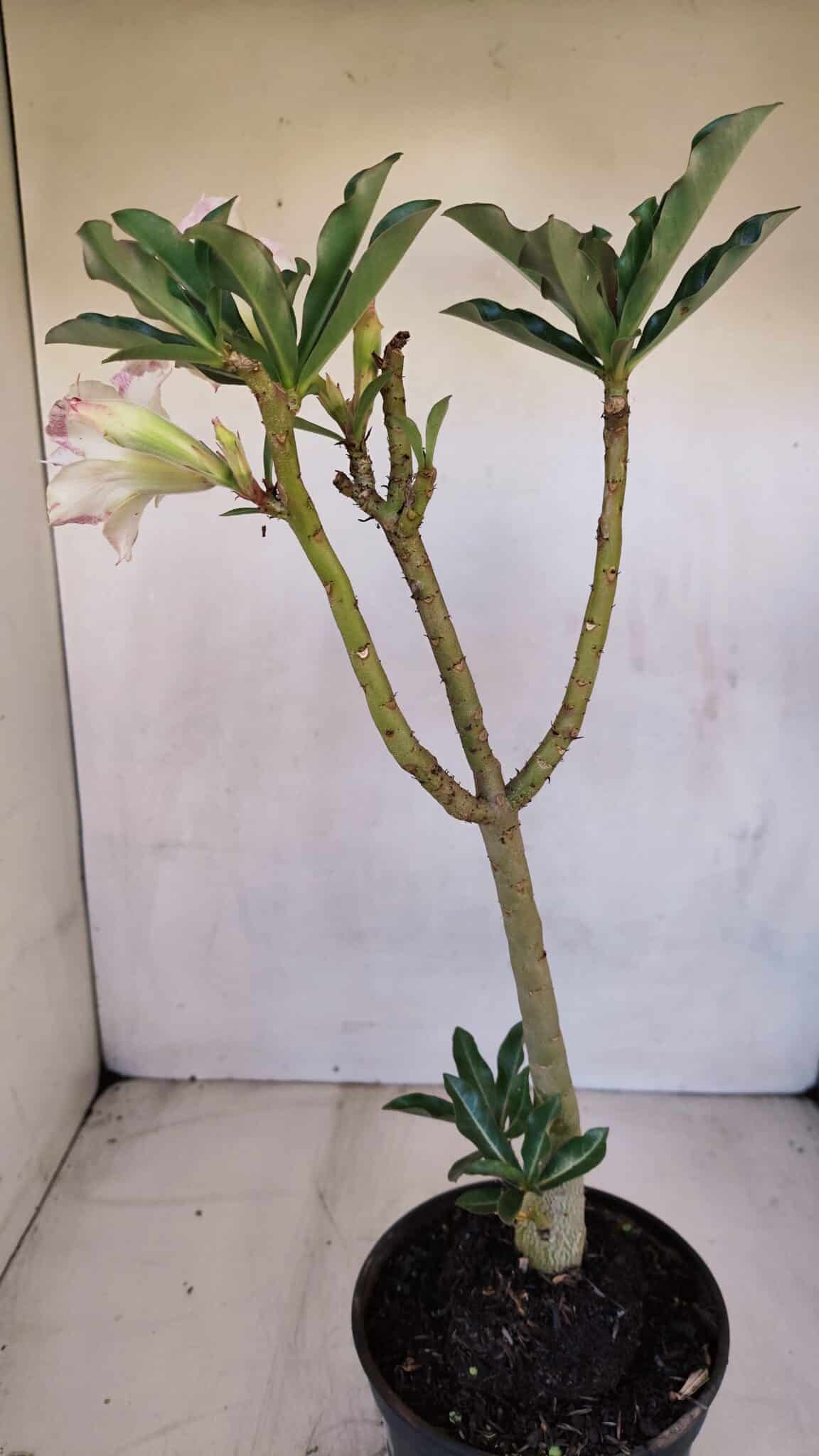 Planta Dobrada 3326 – 35cm – 03 anos