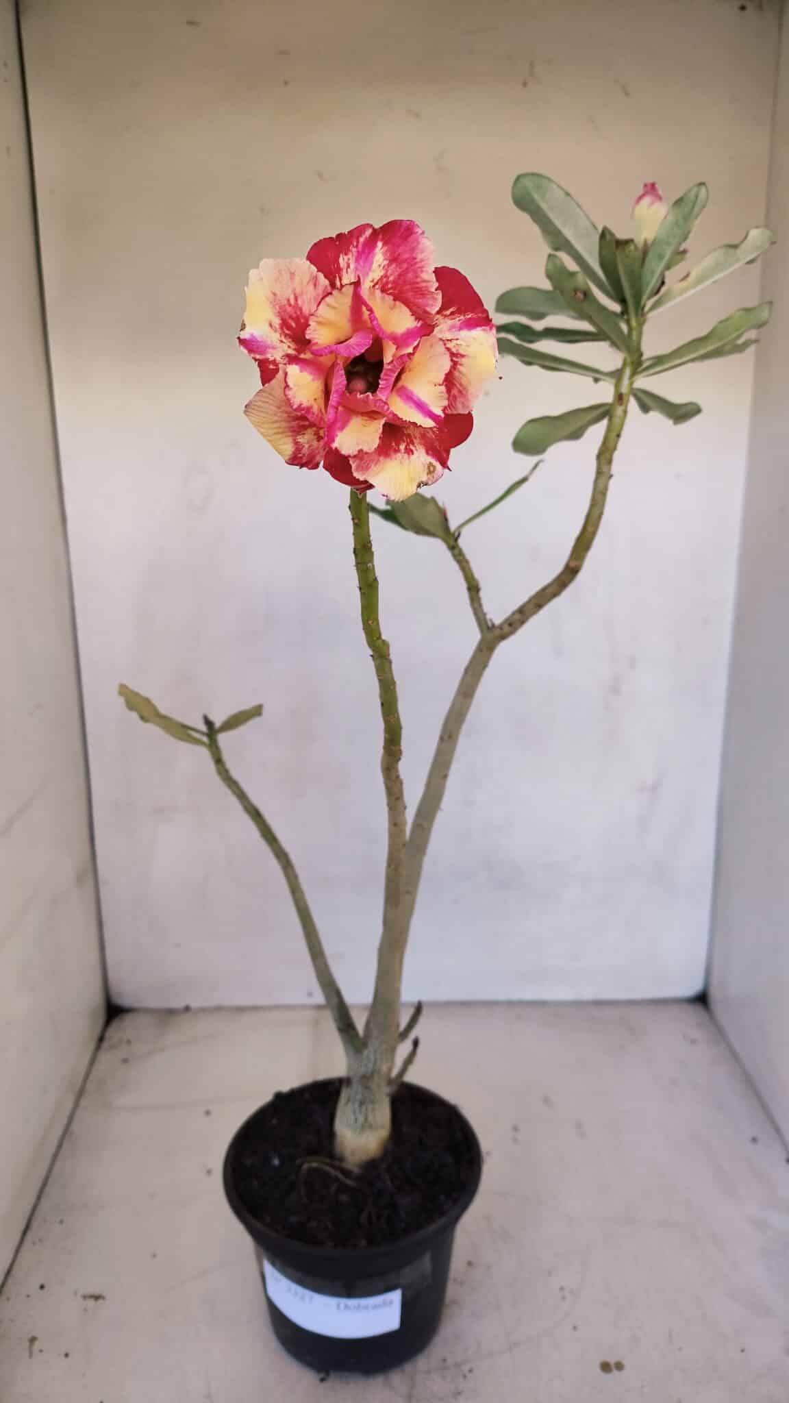 Planta Dobrada 3327 – 35cm – 03 anos
