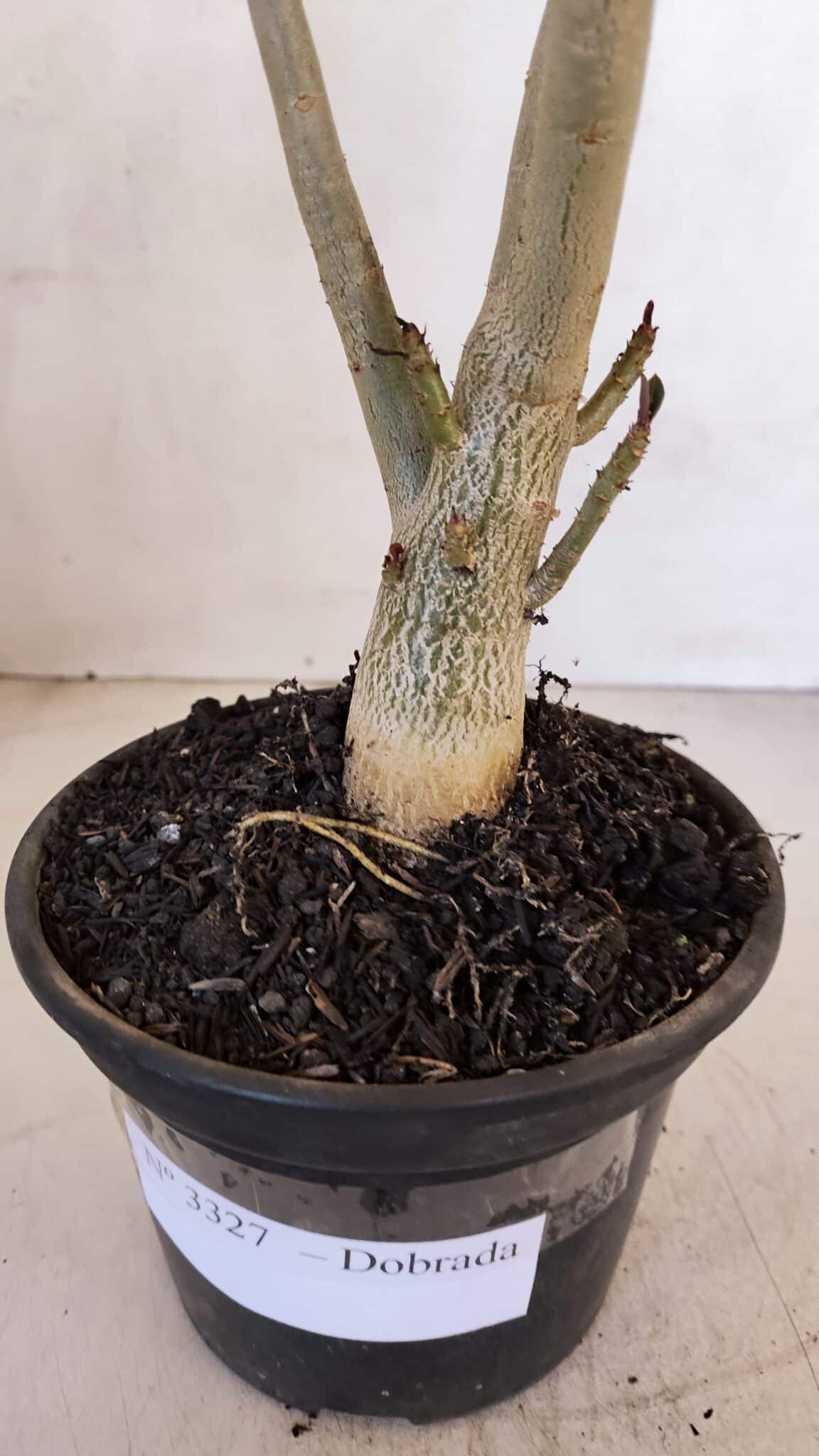 Planta Dobrada 3327 – 35cm – 03 anos