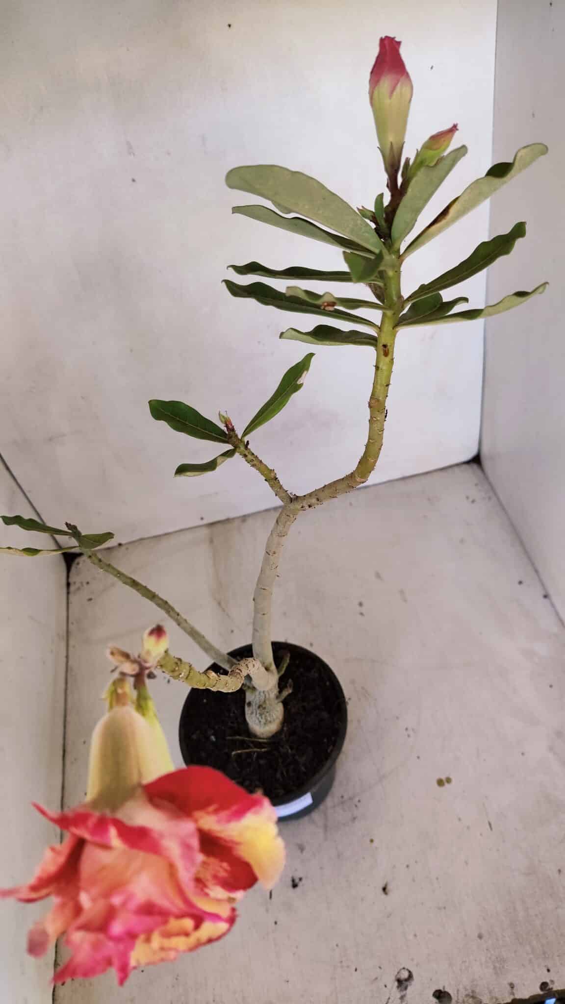 Planta Dobrada 3327 – 35cm – 03 anos