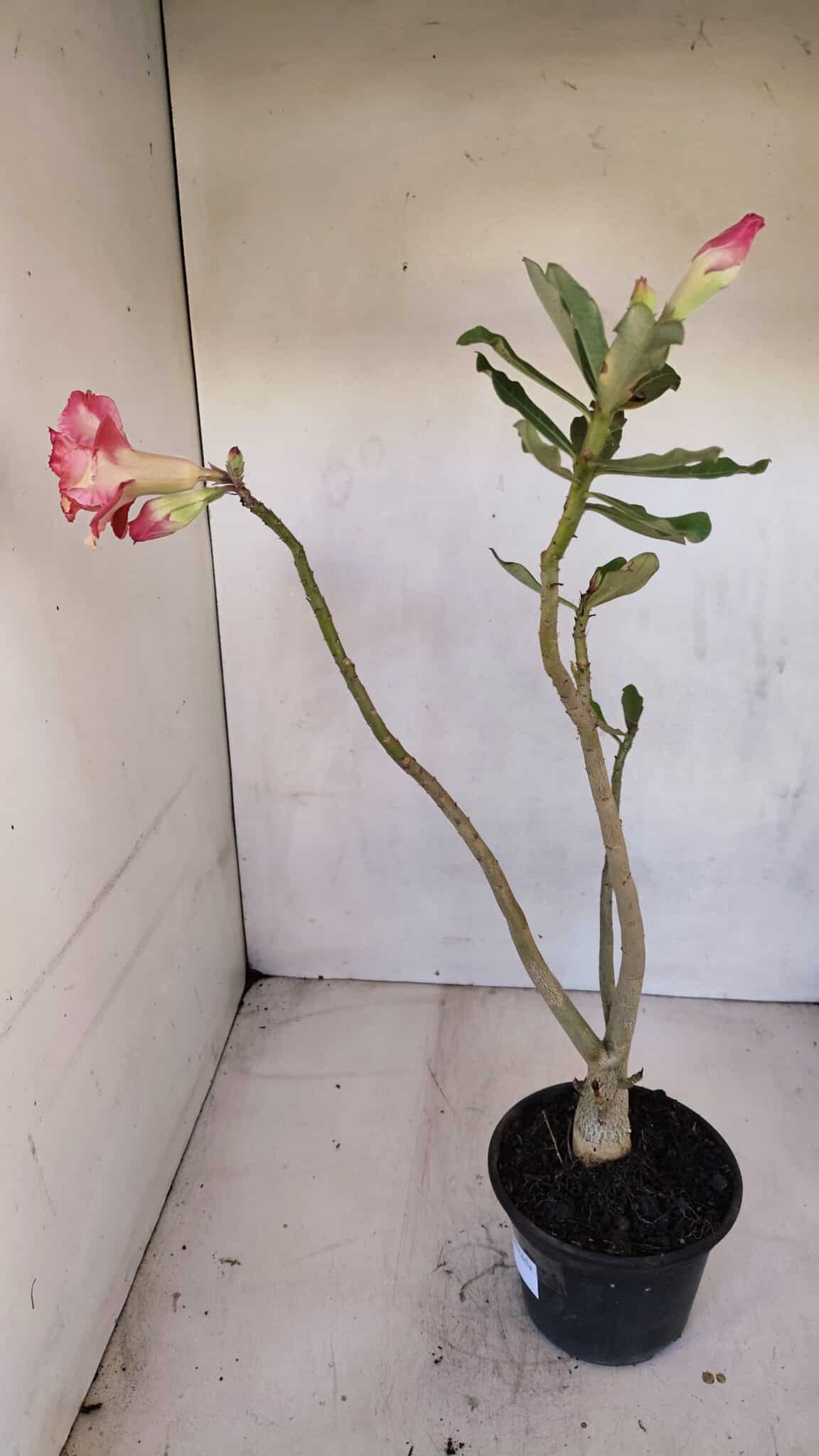 Planta Dobrada 3327 – 35cm – 03 anos
