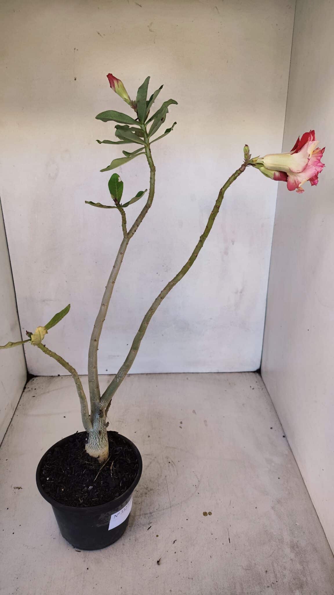 Planta Dobrada 3327 – 35cm – 03 anos