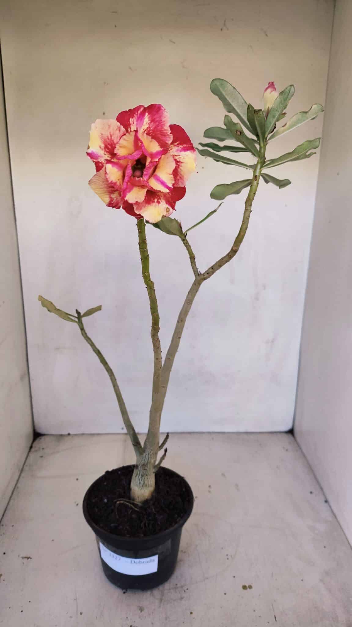 Planta Dobrada 3327 – 35cm – 03 anos