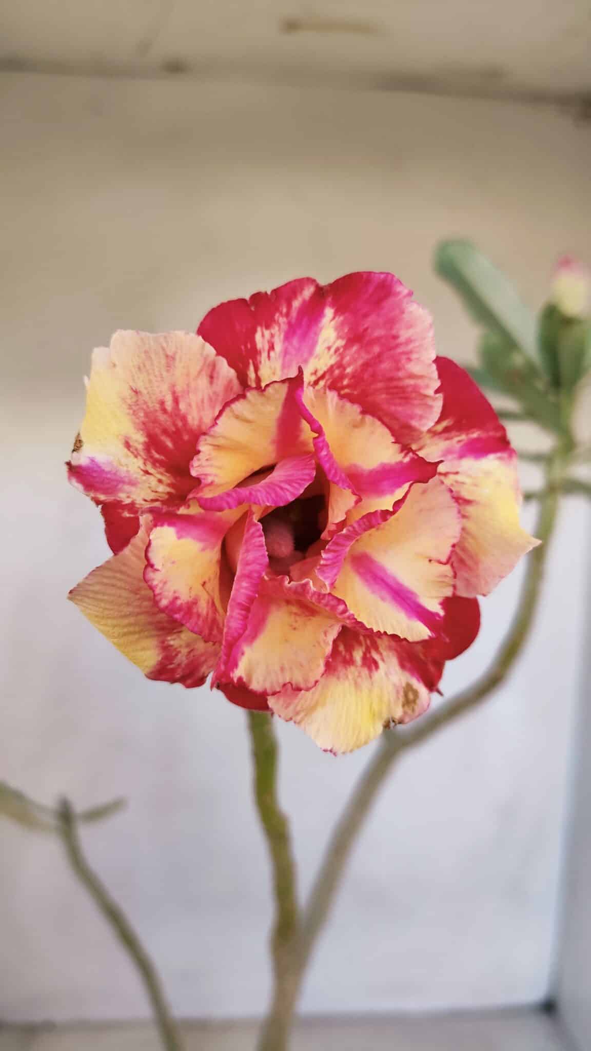 Planta Dobrada 3327 – 35cm – 03 anos