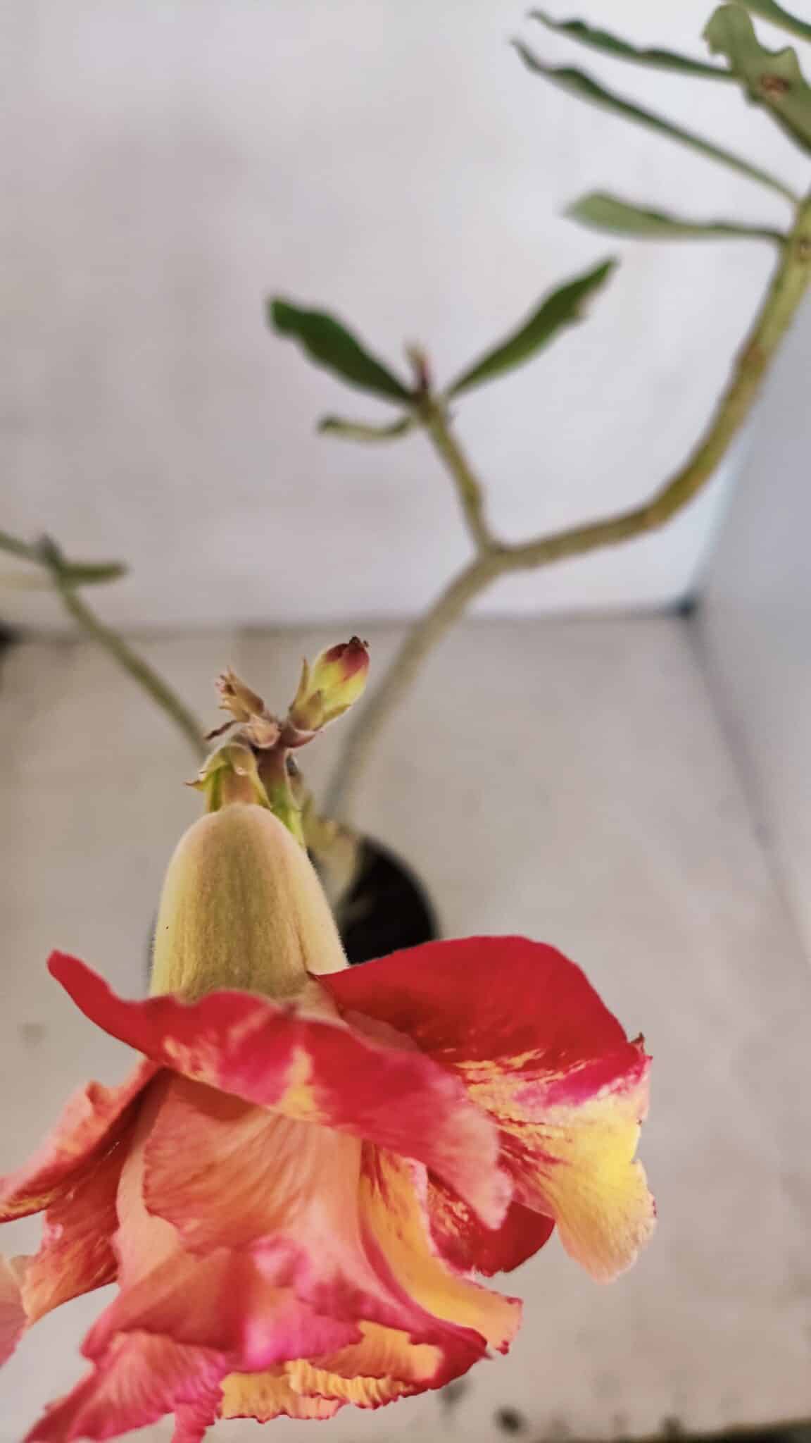 Planta Dobrada 3327 – 35cm – 03 anos