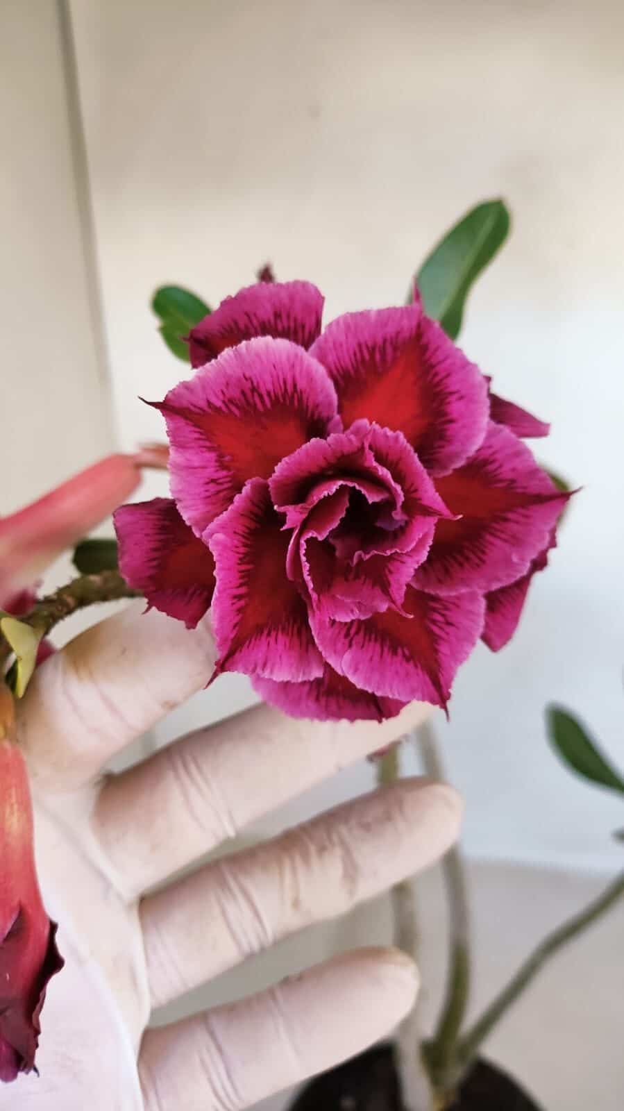 Planta Dobrada 3328 – 35cm – 03 anos