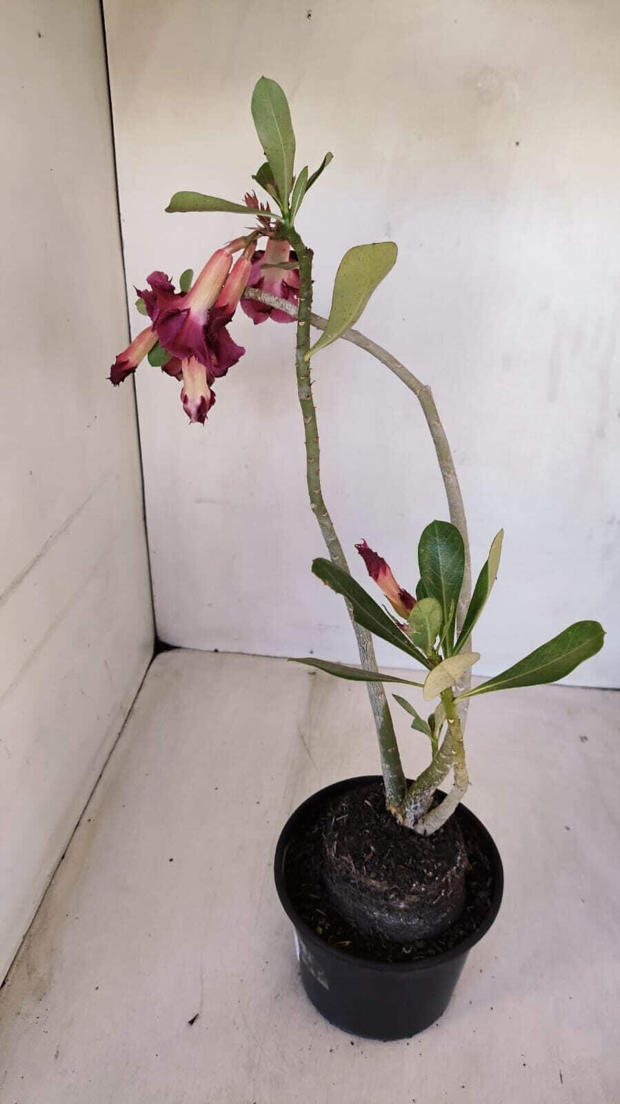 Planta Dobrada 3328 – 35cm – 03 anos
