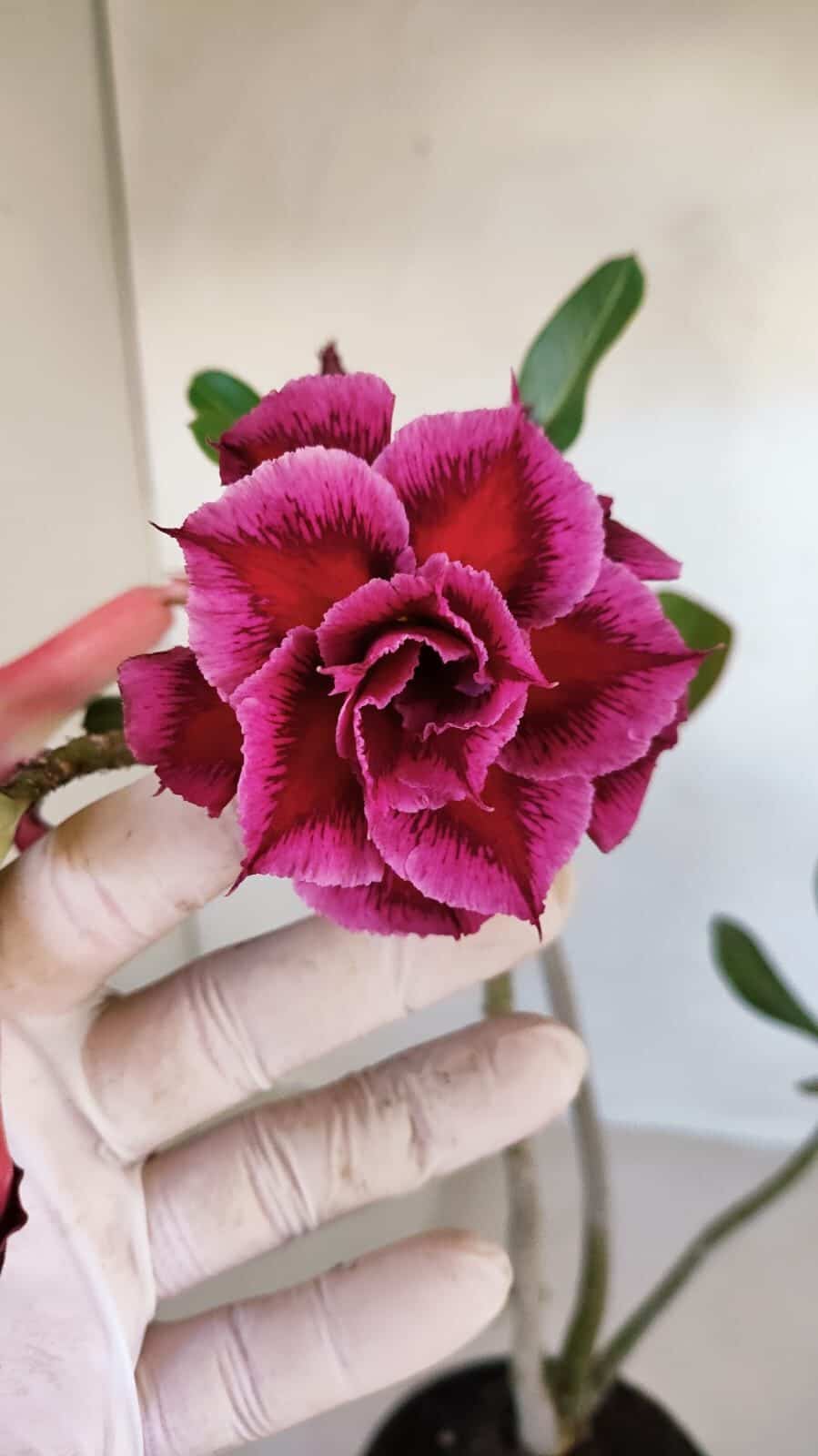 Planta Dobrada 3328 – 35cm – 03 anos