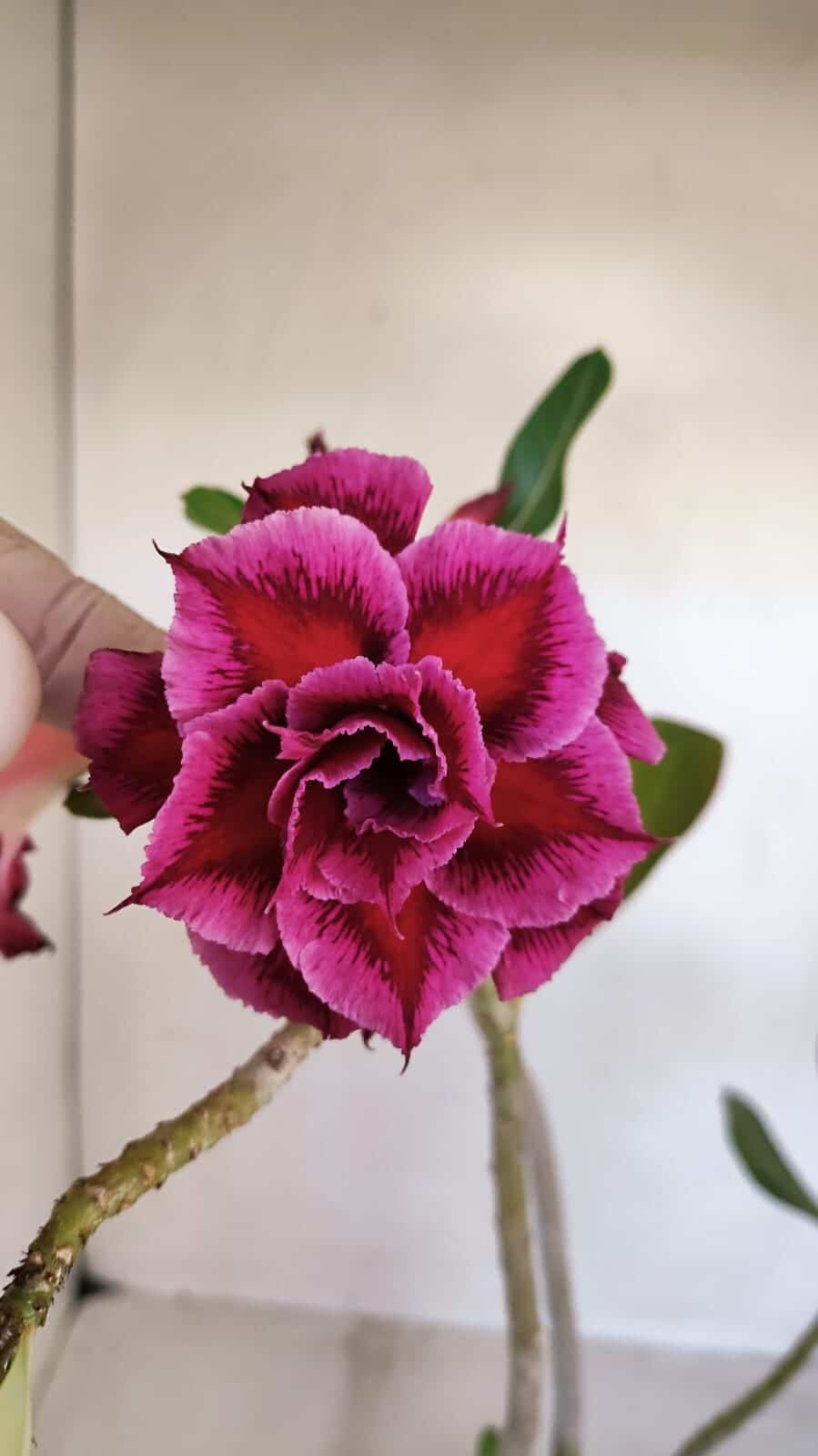 Planta Dobrada 3328 – 35cm – 03 anos