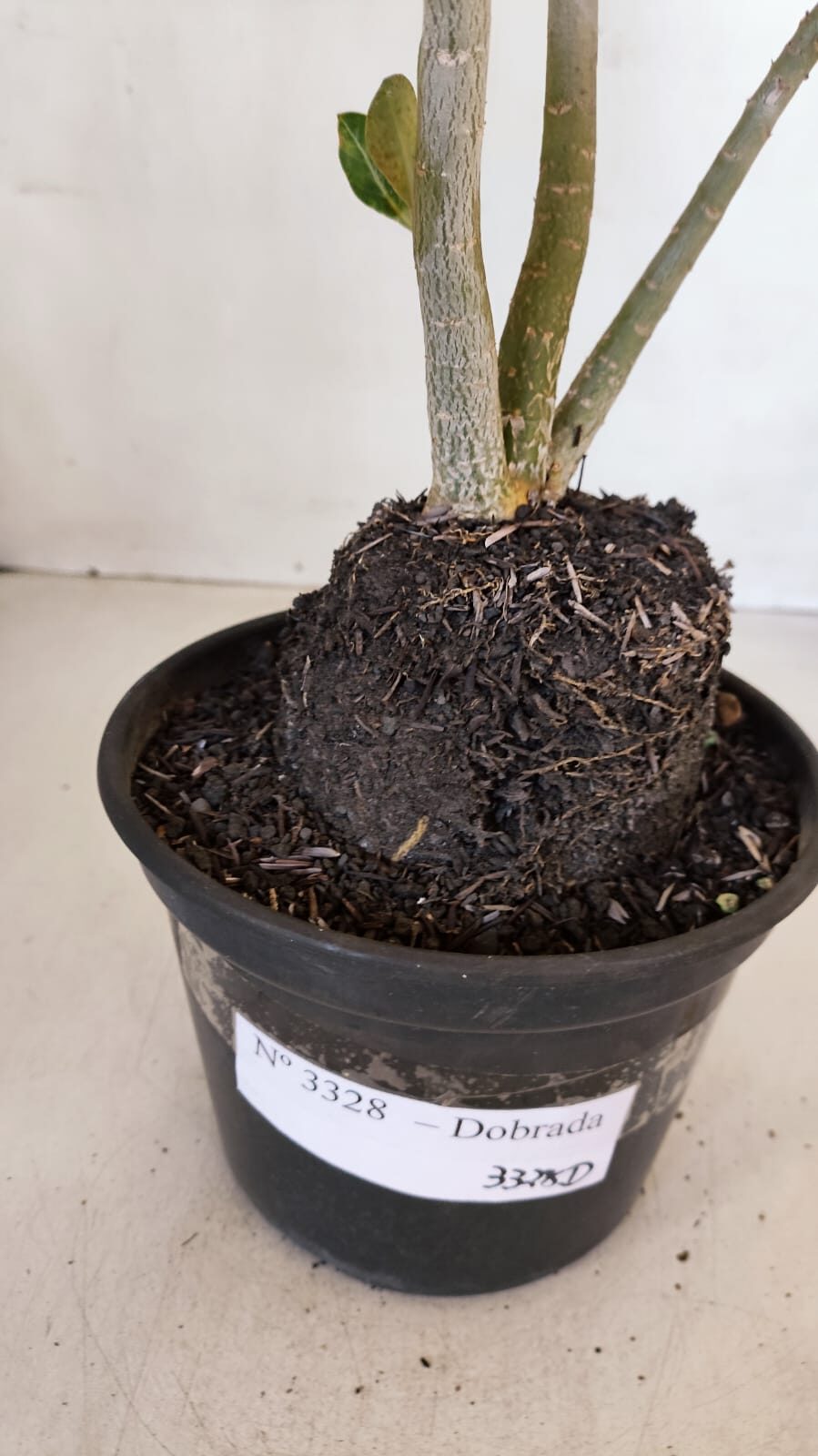 Planta Dobrada 3328 – 35cm – 03 anos