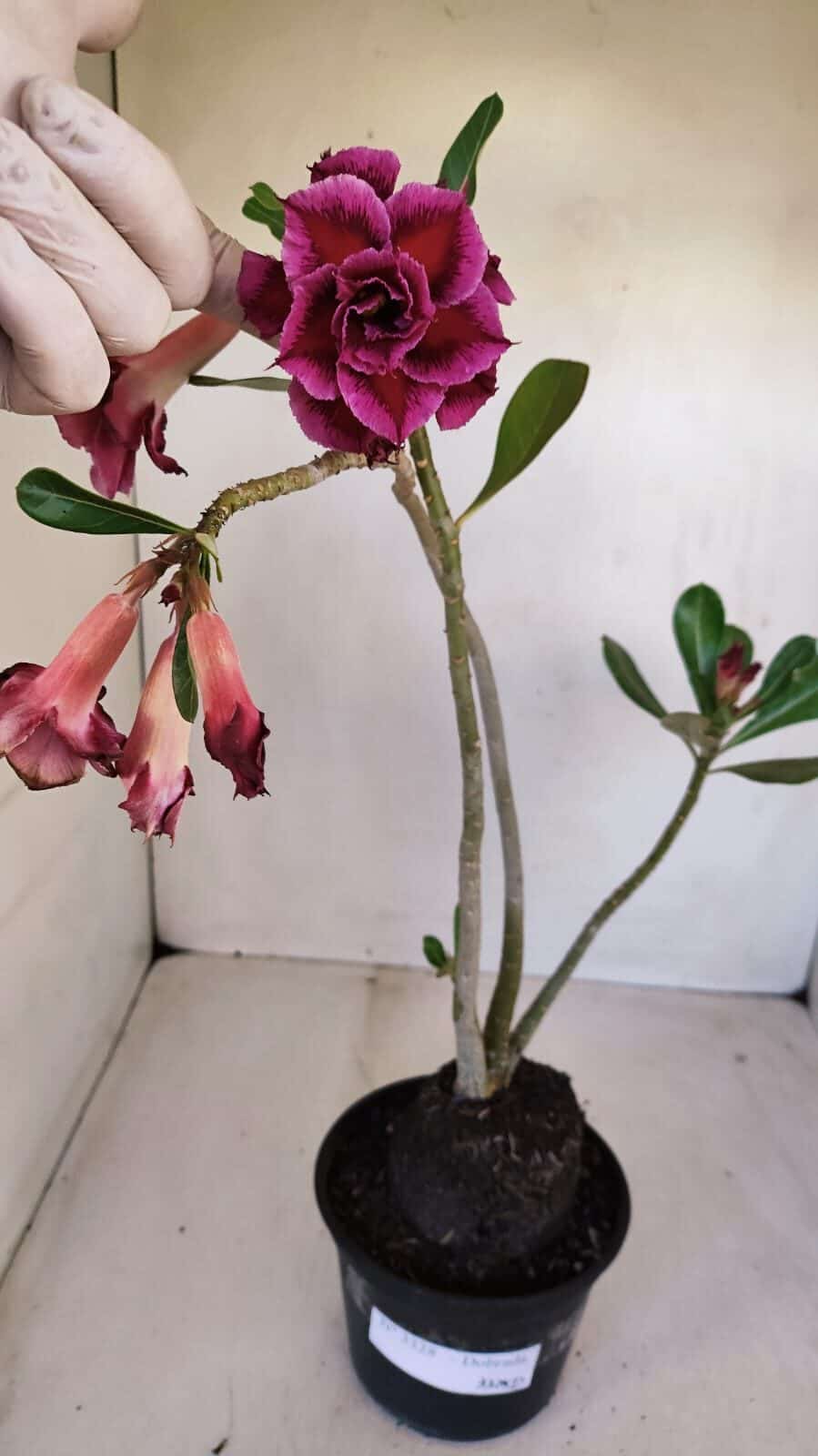 Planta Dobrada 3328 – 35cm – 03 anos