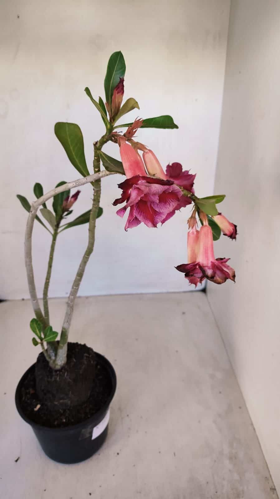 Planta Dobrada 3328 – 35cm – 03 anos