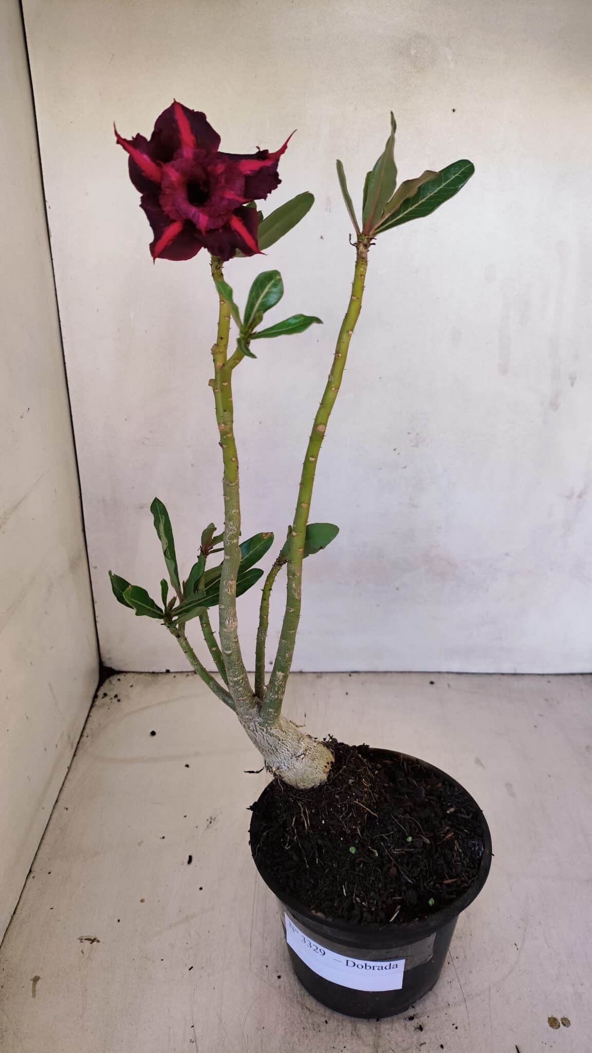 Planta Dobrada 3329 – 35cm – 03 anos