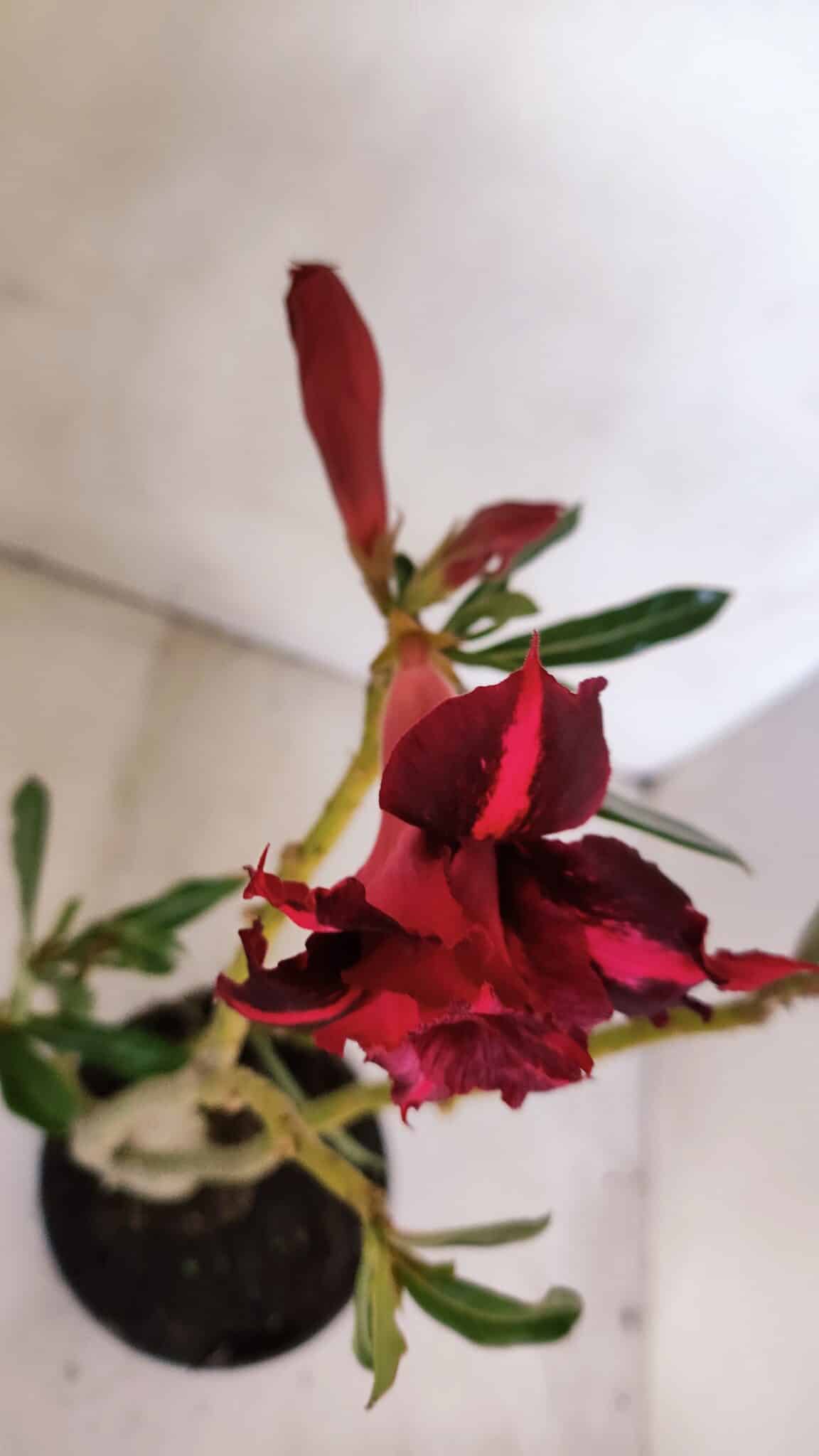 Planta Dobrada 3329 – 35cm – 03 anos