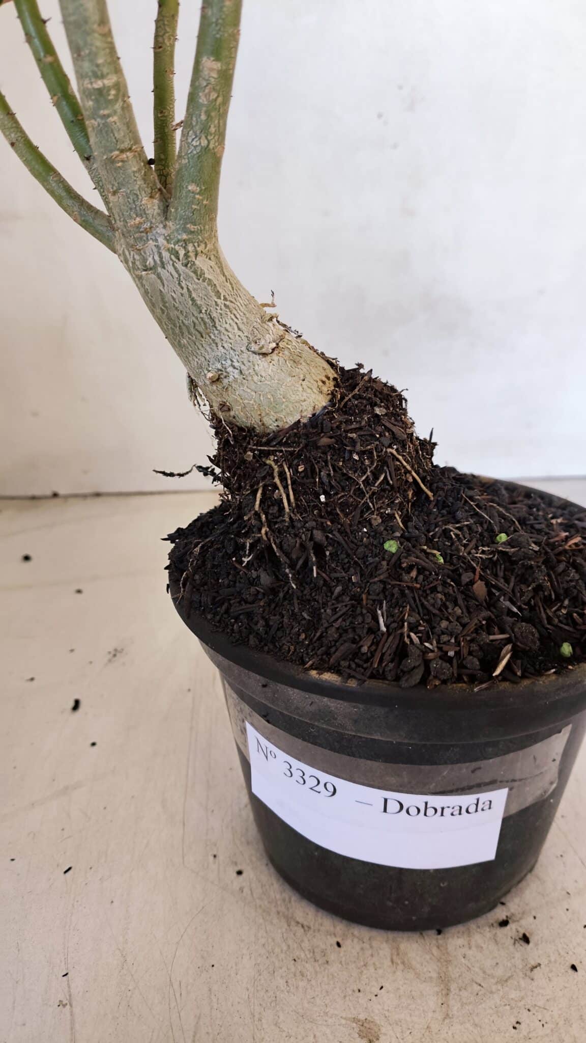 Planta Dobrada 3329 – 35cm – 03 anos