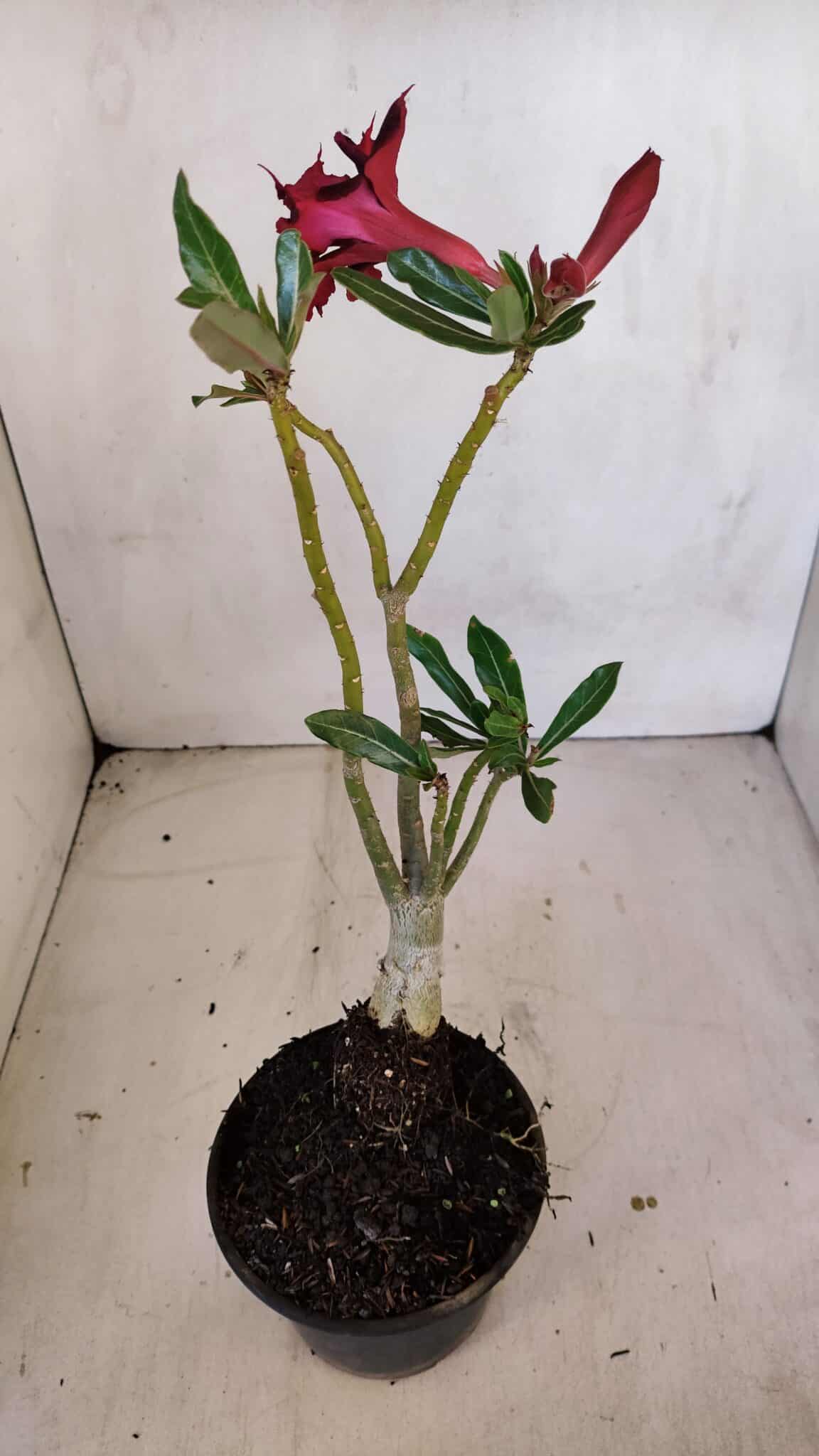 Planta Dobrada 3329 – 35cm – 03 anos