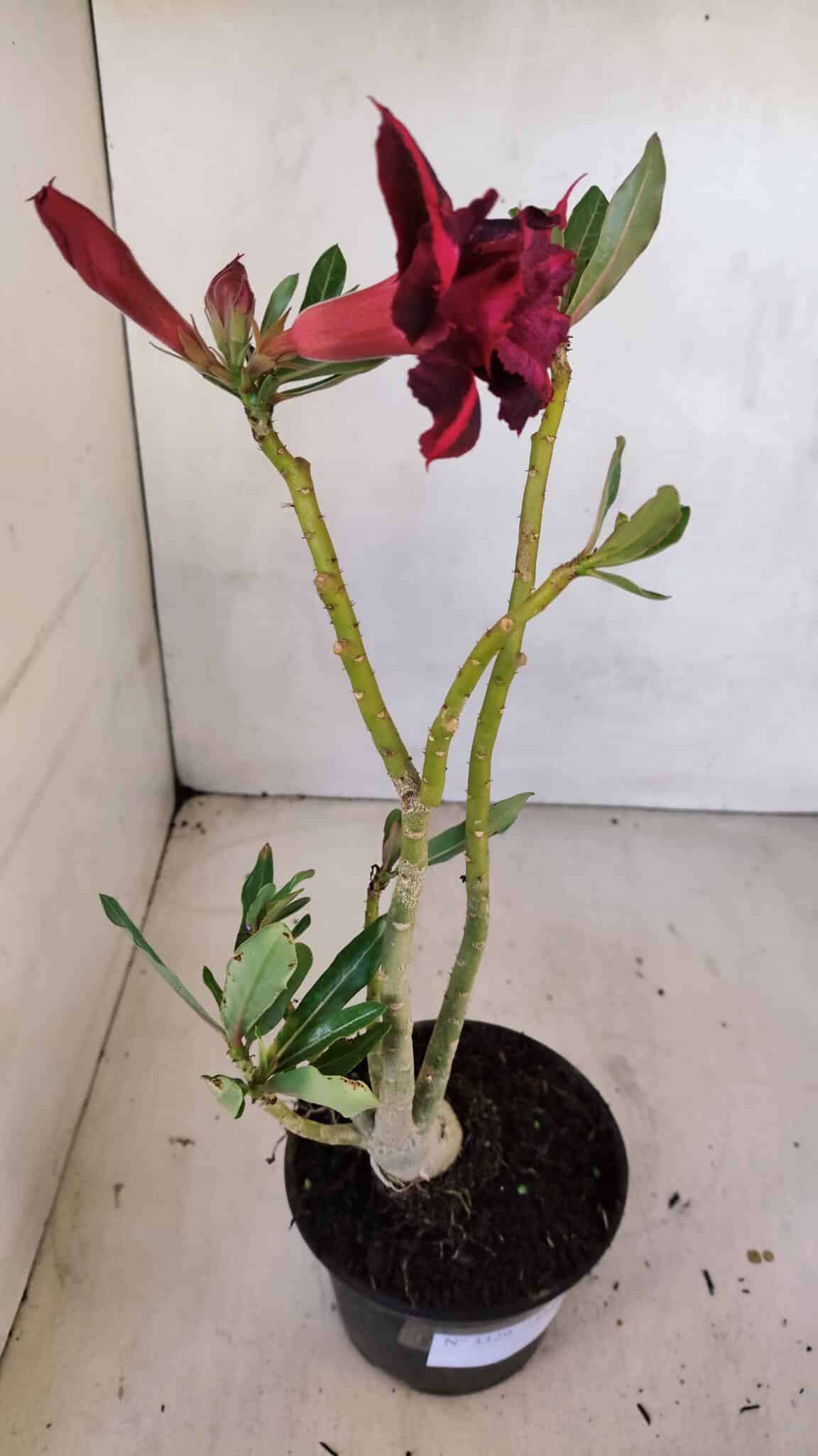 Planta Dobrada 3329 – 35cm – 03 anos