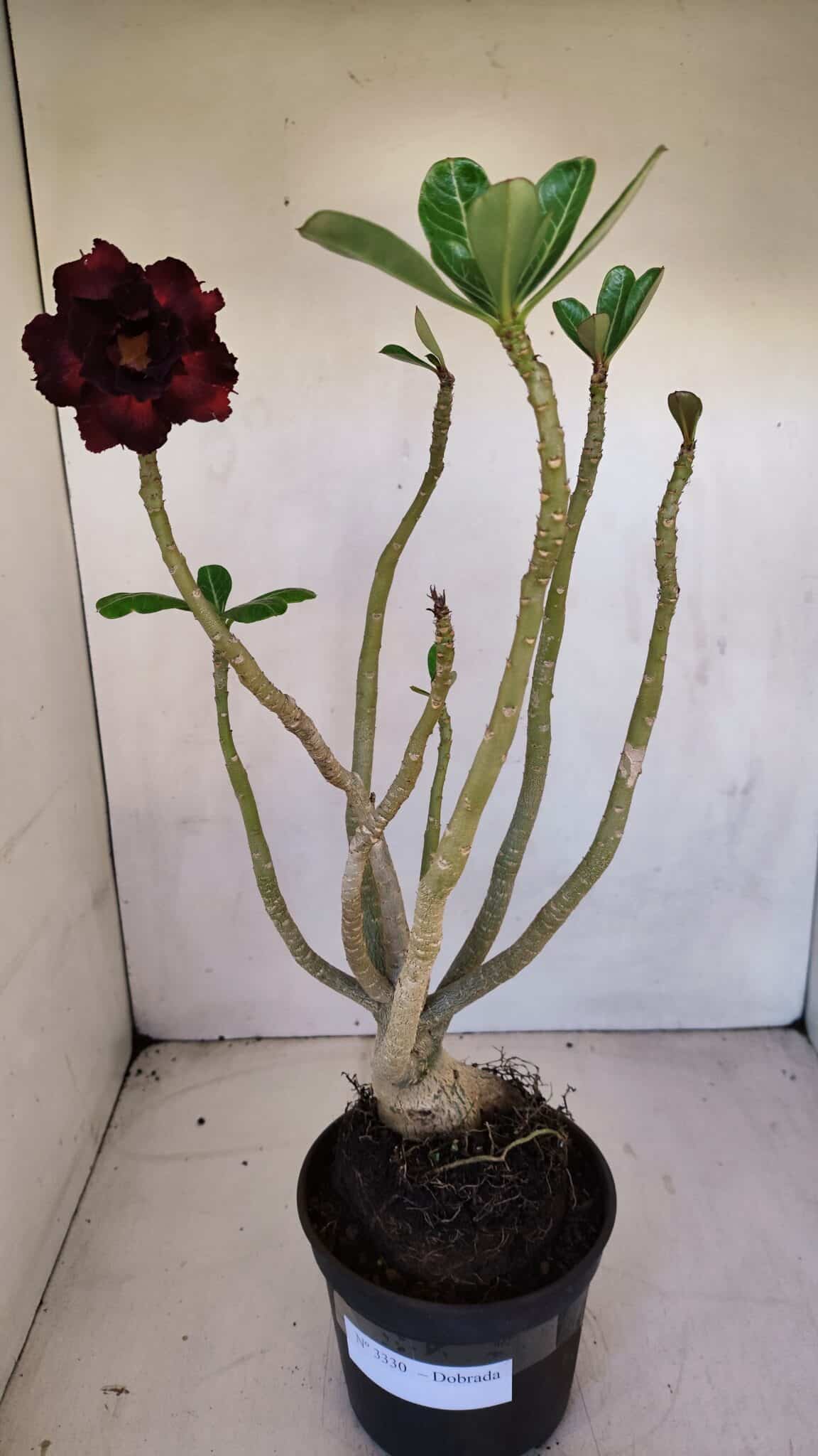 Planta Dobrada 3330 – 40cm – 03 anos
