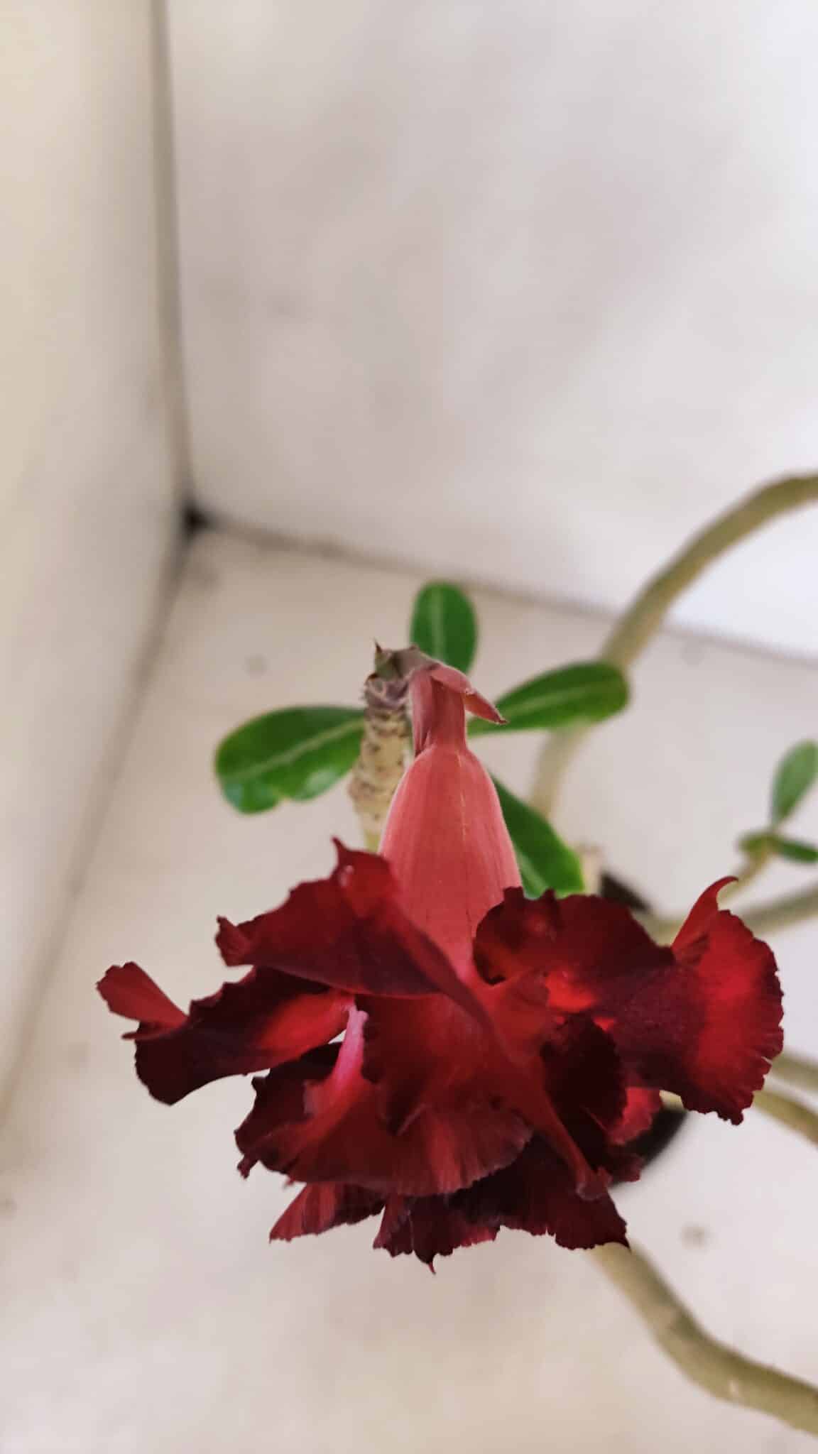 Planta Dobrada 3330 – 40cm – 03 anos