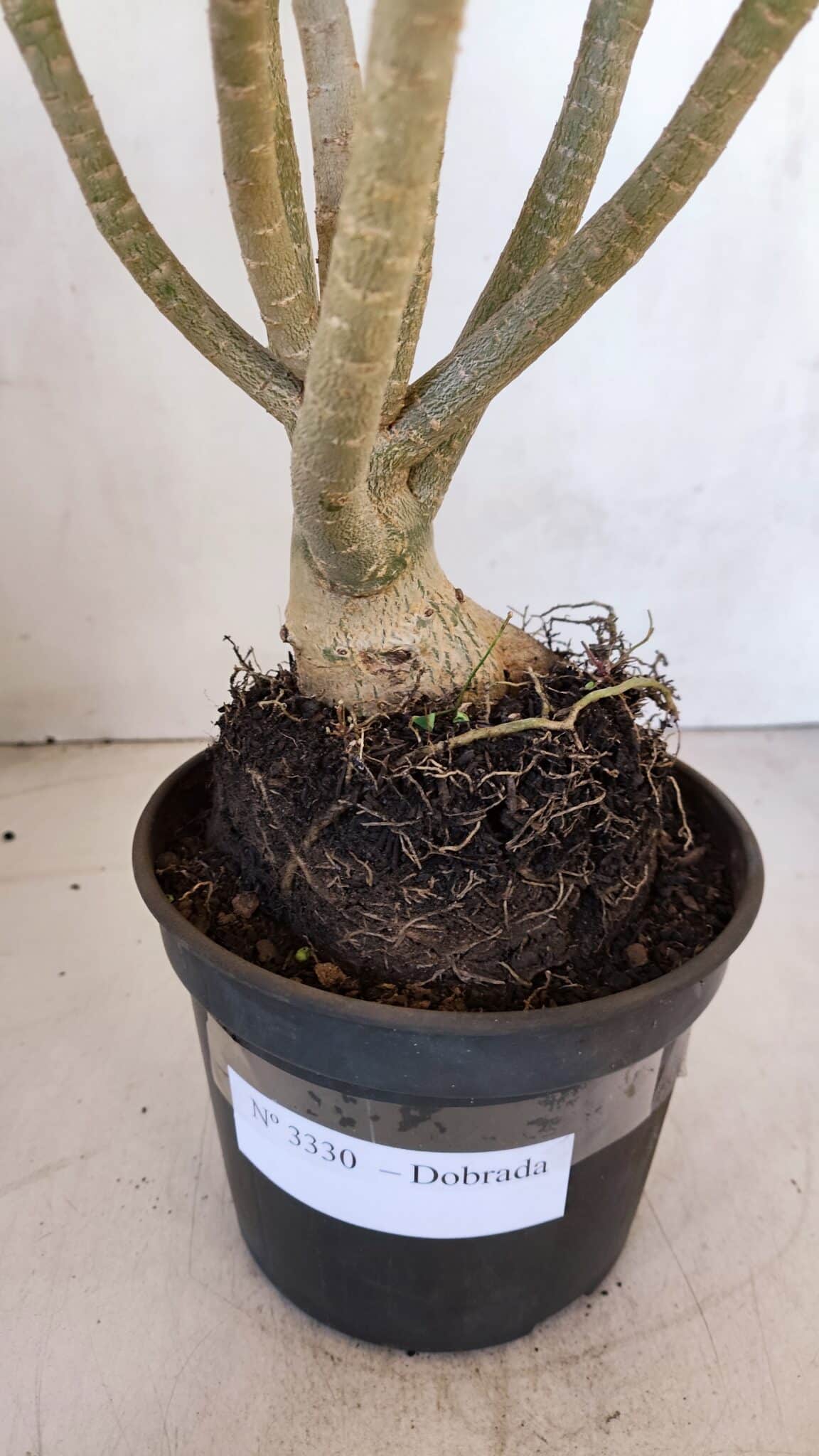 Planta Dobrada 3330 – 40cm – 03 anos