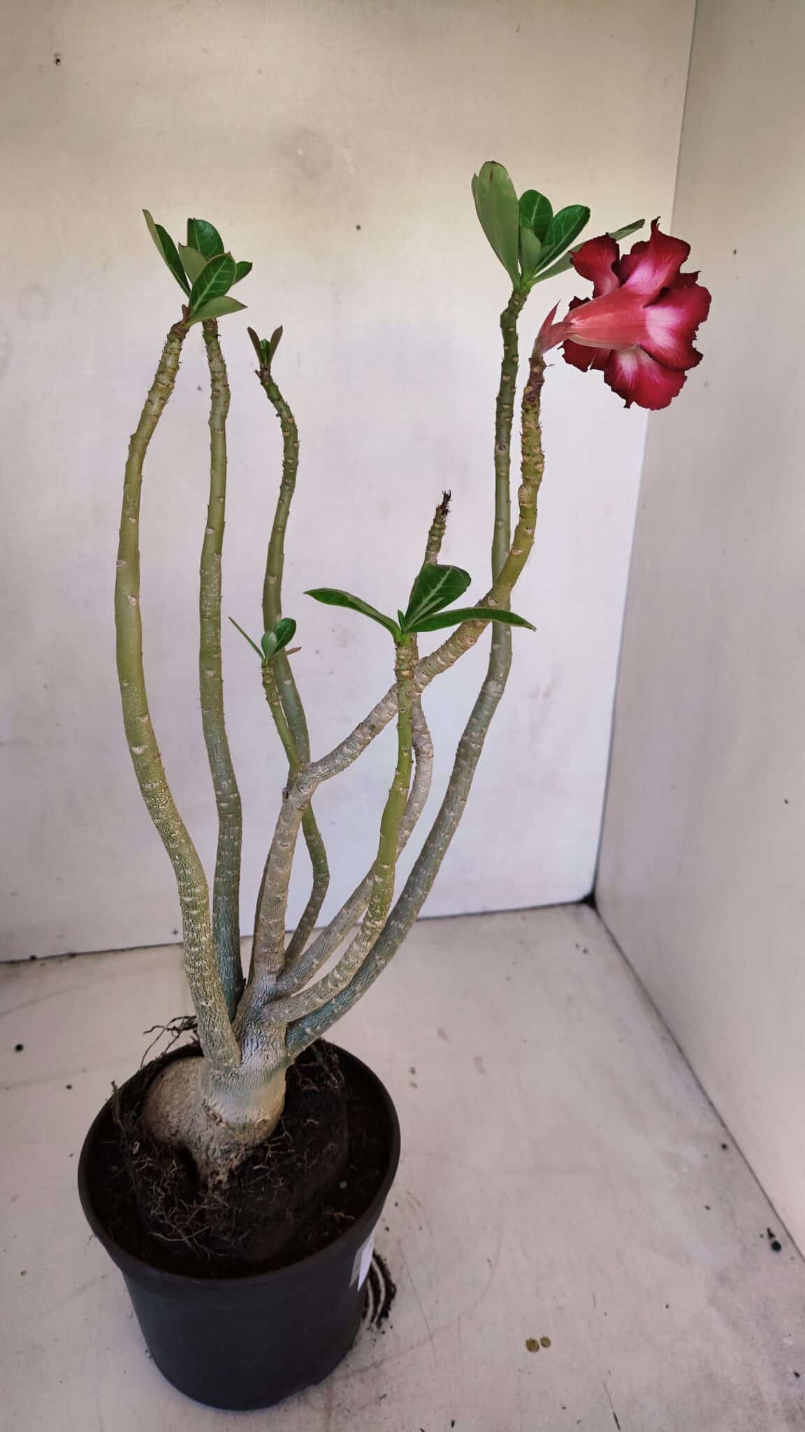 Planta Dobrada 3330 – 40cm – 03 anos