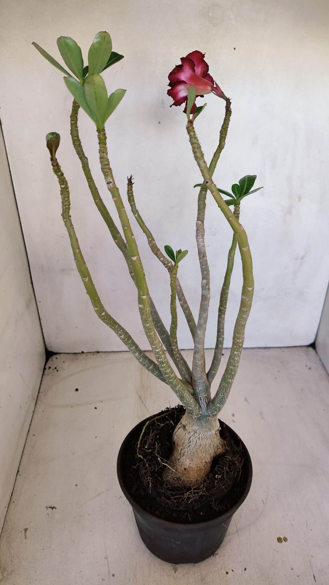 Planta Dobrada 3330 – 40cm – 03 anos