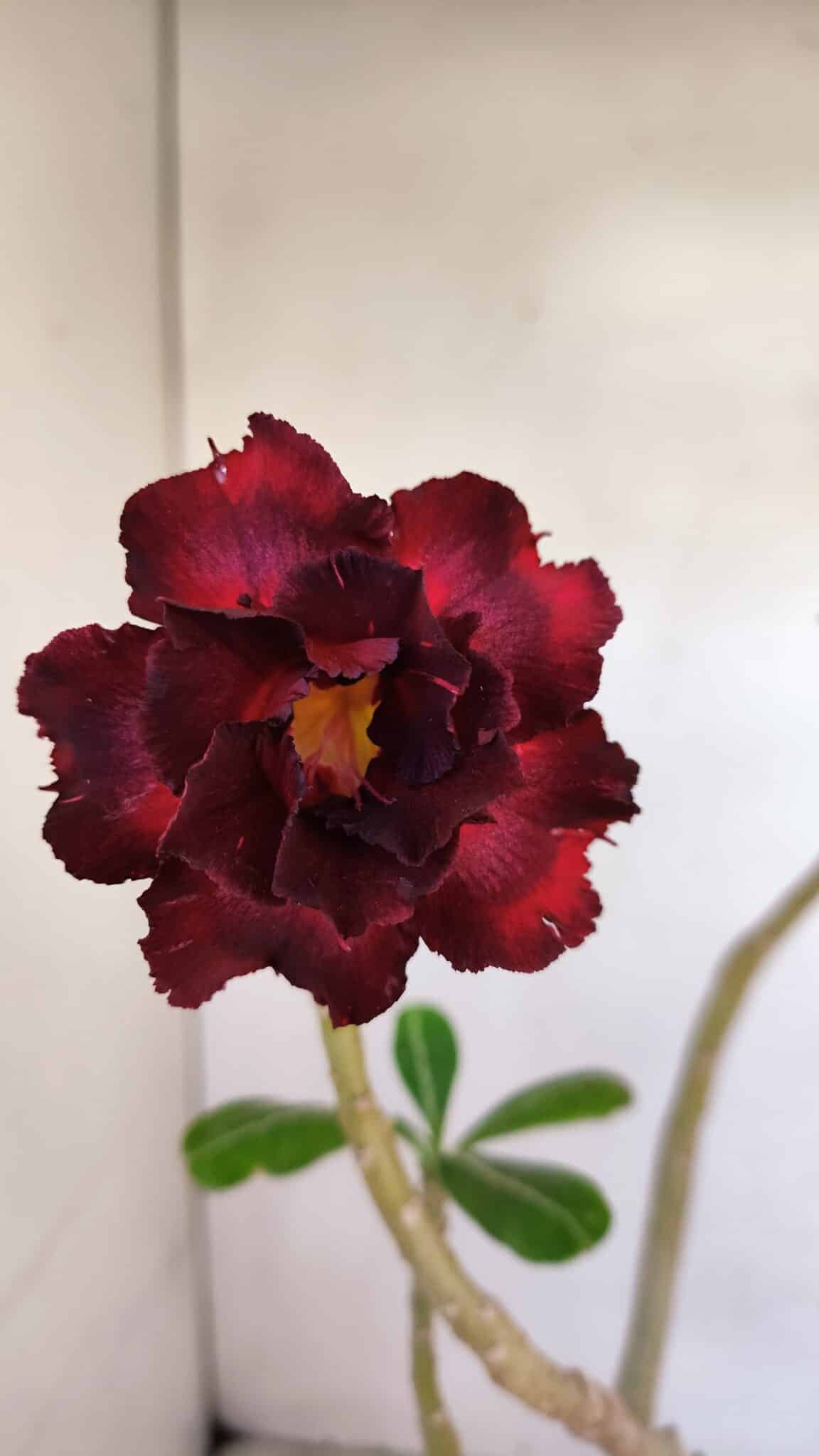 Planta Dobrada 3330 – 40cm – 03 anos