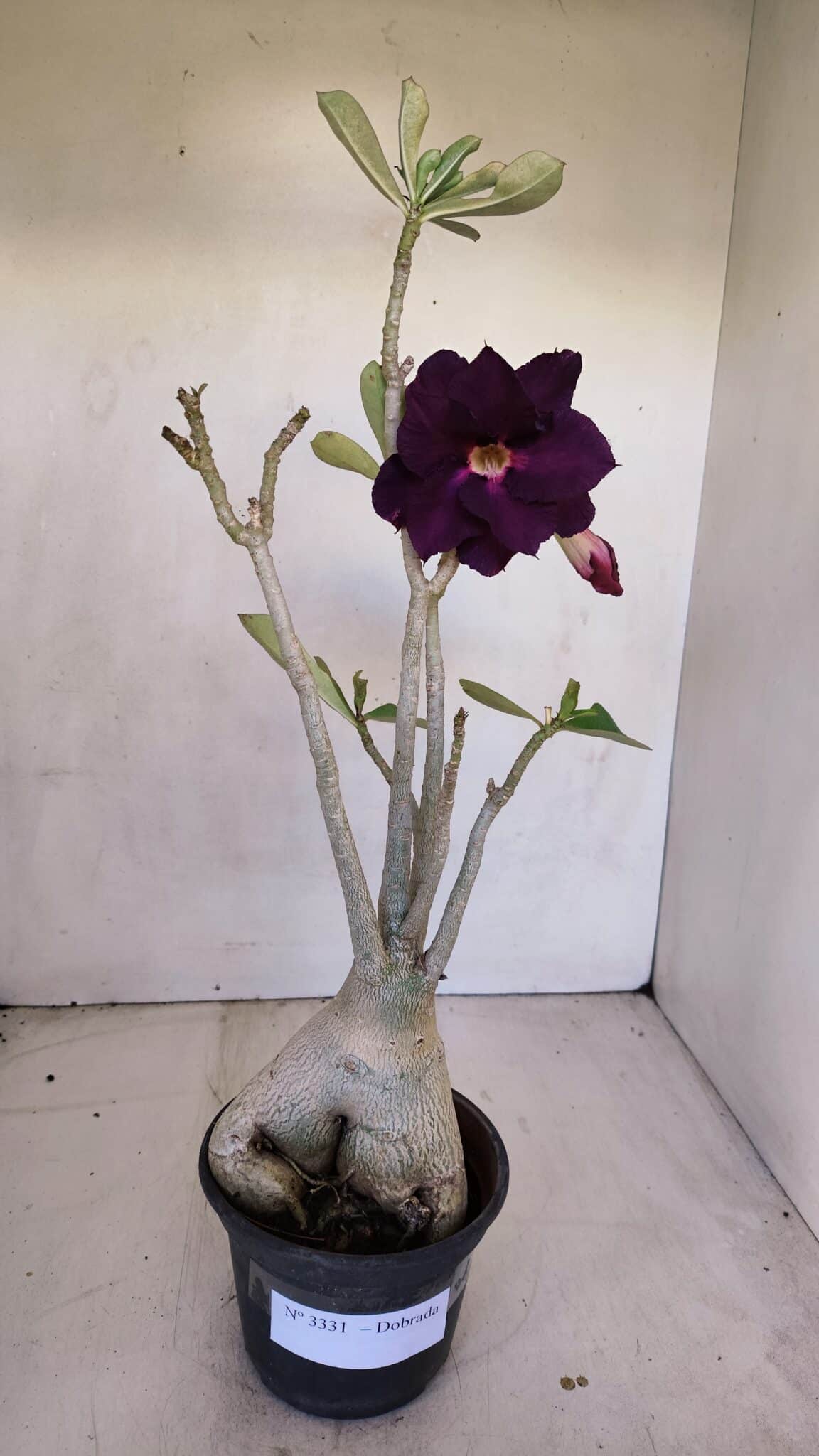 Planta Dobrada 3331 – 40cm – 04 anos