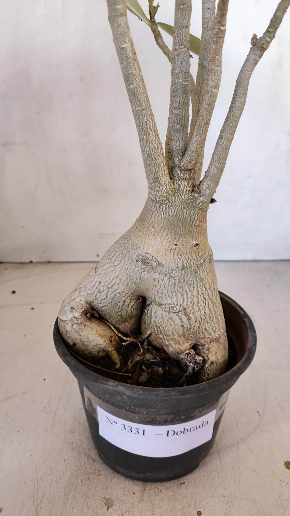 Planta Dobrada 3331 – 40cm – 04 anos