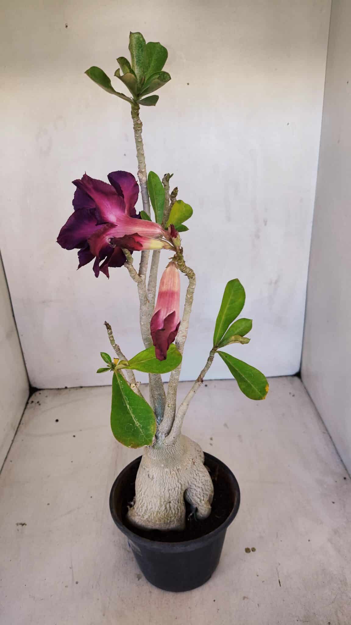 Planta Dobrada 3331 – 40cm – 04 anos