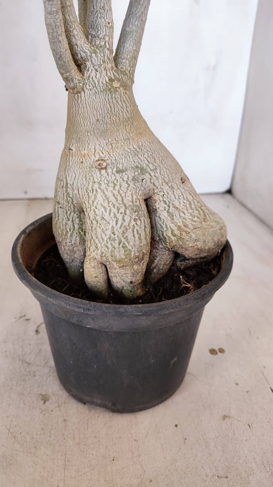 Planta Dobrada 3331 – 40cm – 04 anos