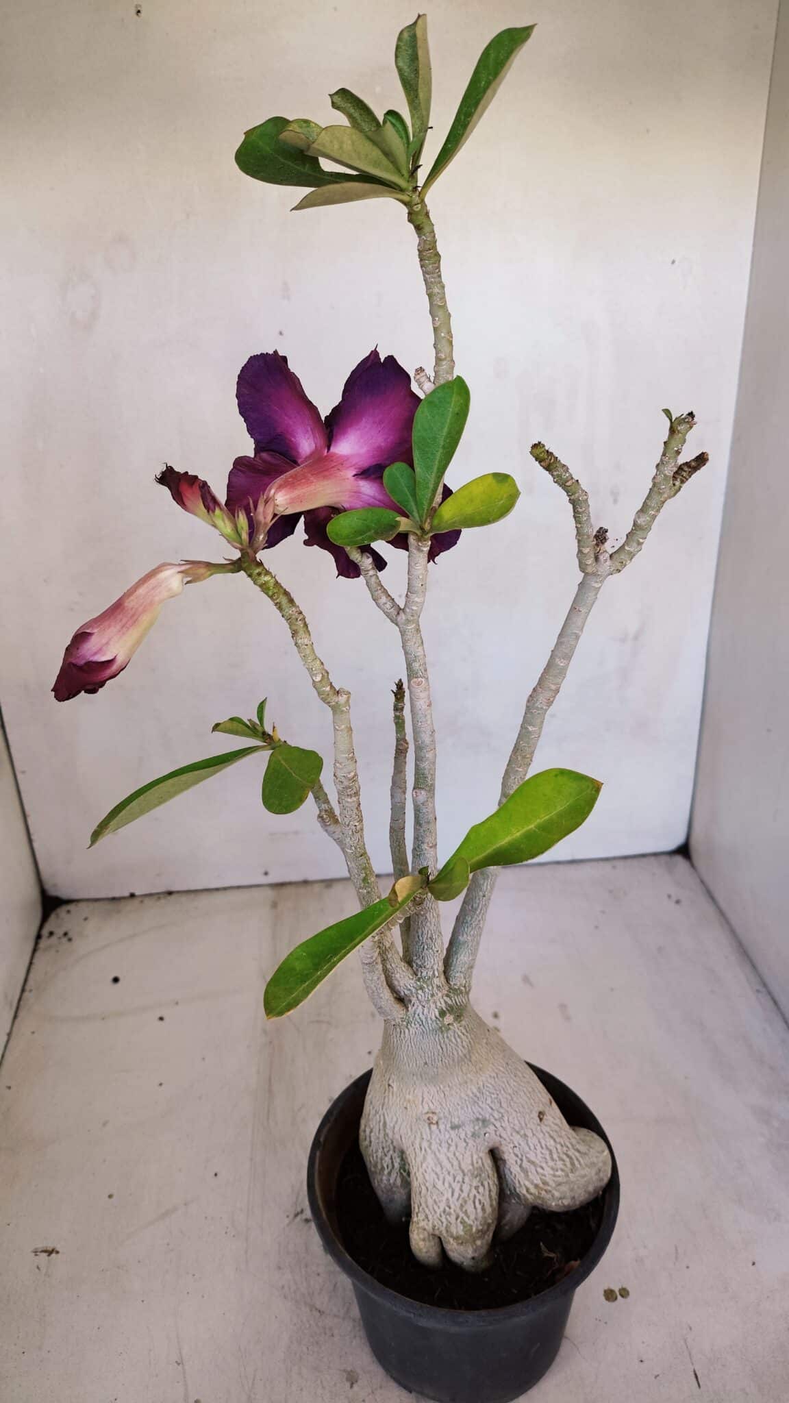 Planta Dobrada 3331 – 40cm – 04 anos