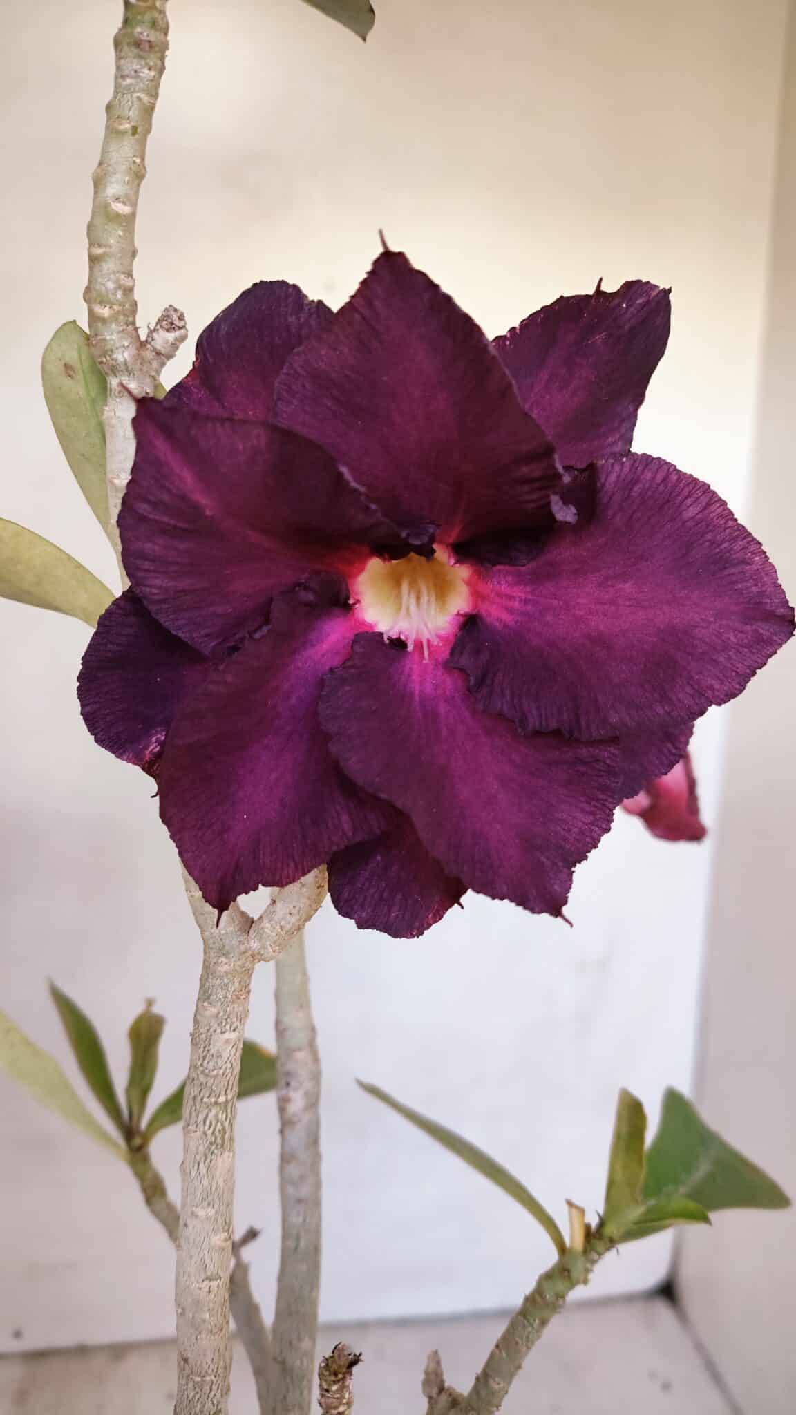 Planta Dobrada 3331 – 40cm – 04 anos