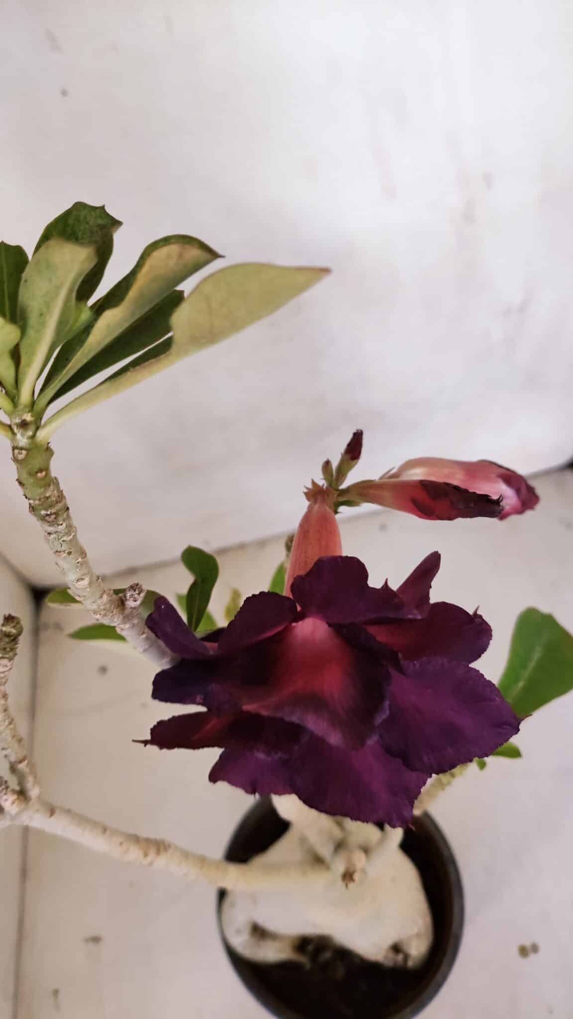 Planta Dobrada 3331 – 40cm – 04 anos