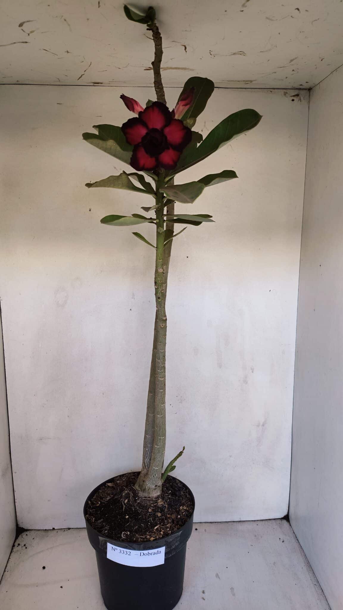 Planta Dobrada 3332 – 50cm – 03 anos