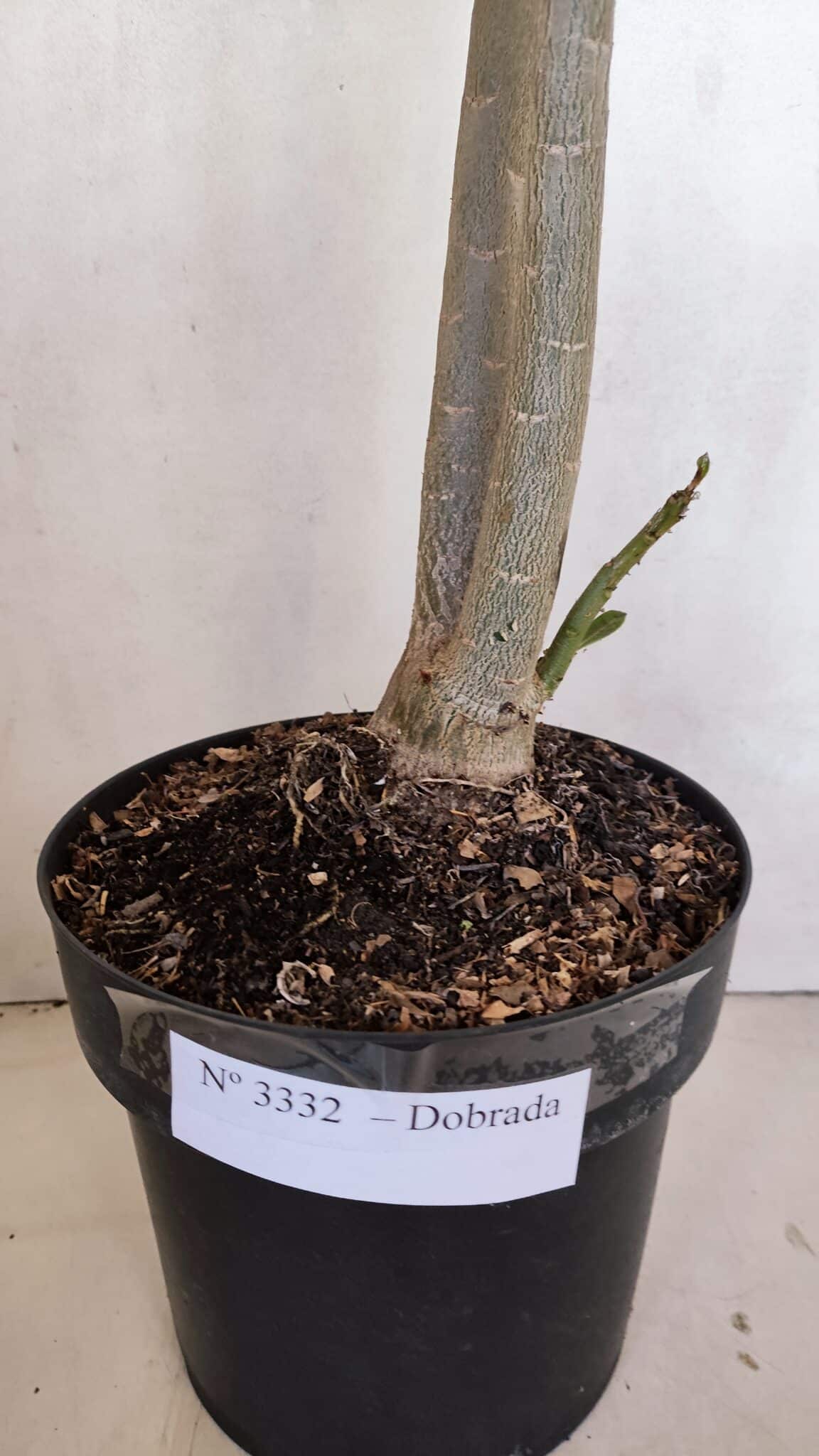 Planta Dobrada 3332 – 50cm – 03 anos
