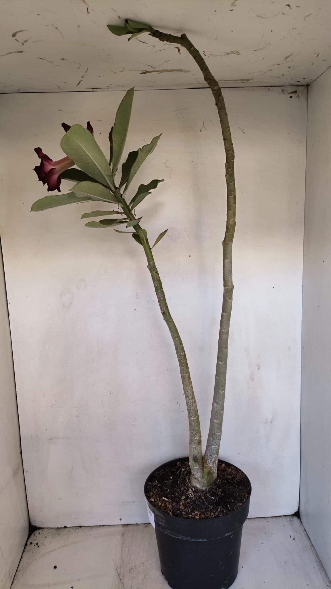 Planta Dobrada 3332 – 50cm – 03 anos