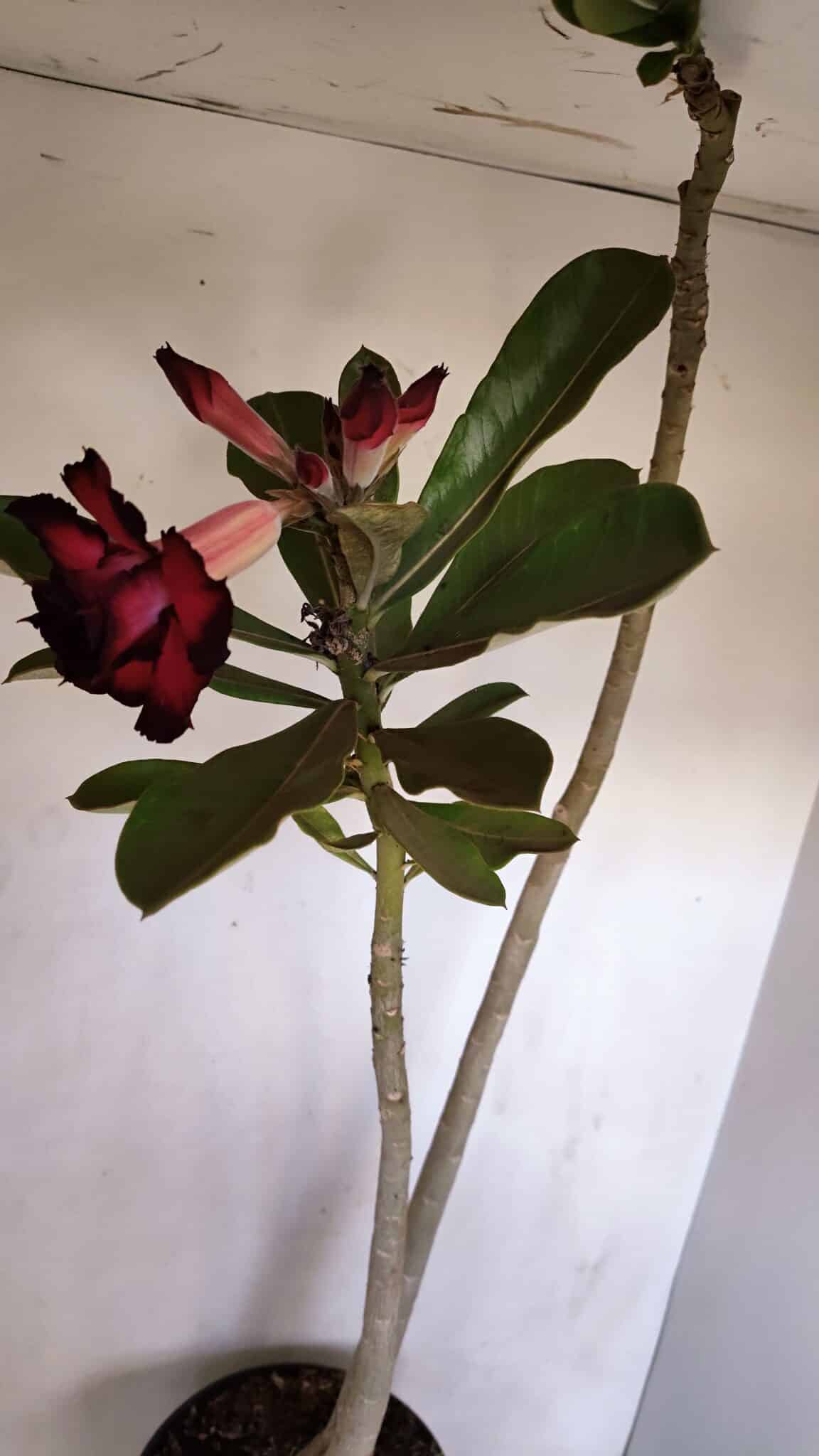 Planta Dobrada 3332 – 50cm – 03 anos