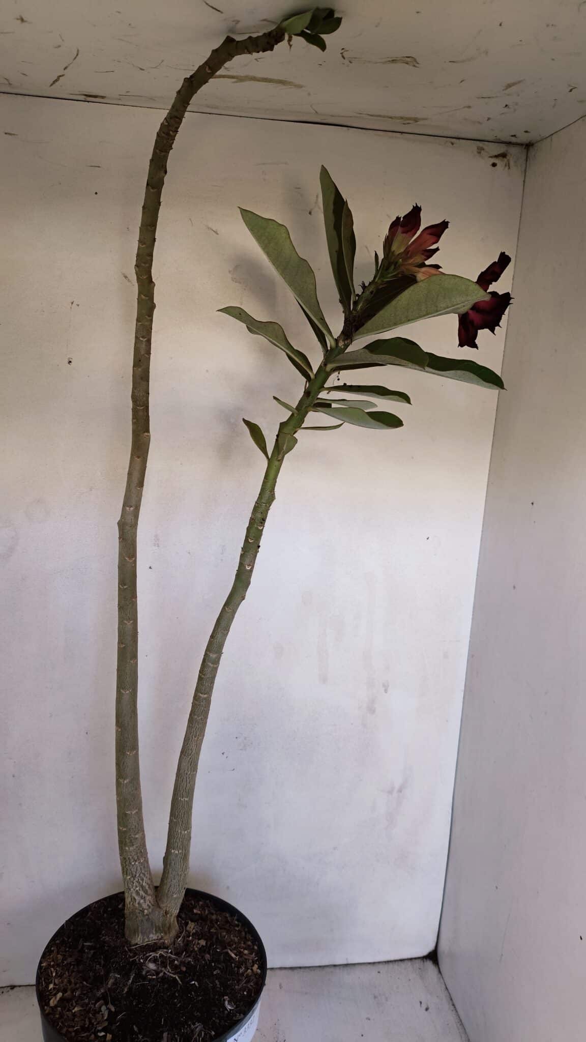 Planta Dobrada 3332 – 50cm – 03 anos