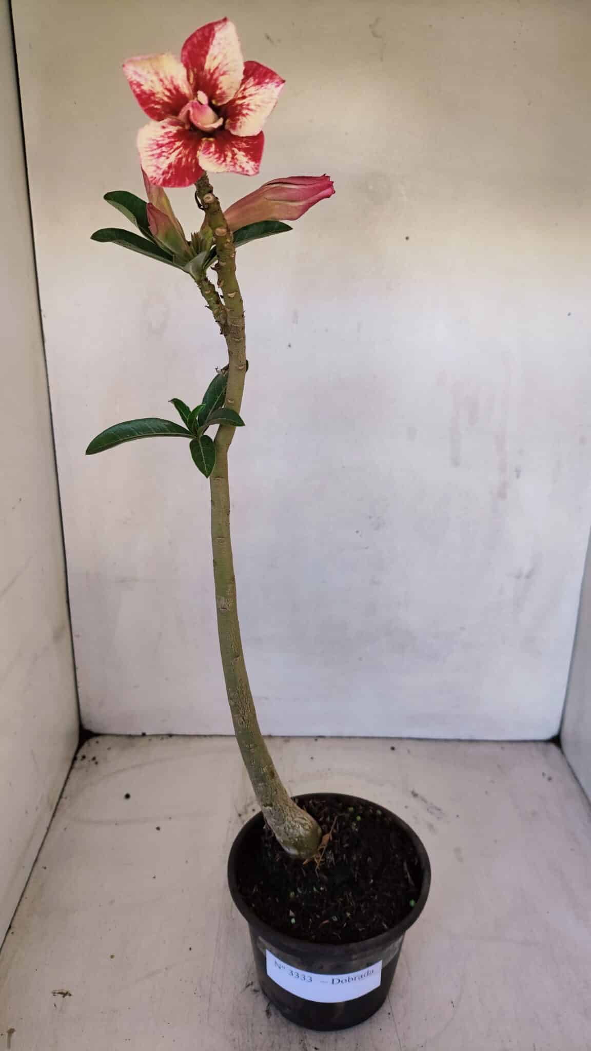 Planta Dobrada 3333 – 30cm – 02 anos